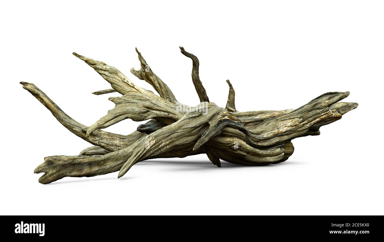 driftwood isolato su sfondo bianco, rami invecchiati Foto Stock