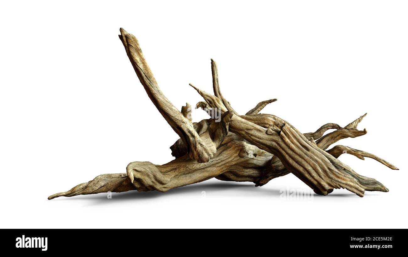 driftwood isolato su sfondo bianco, rami invecchiati Foto Stock