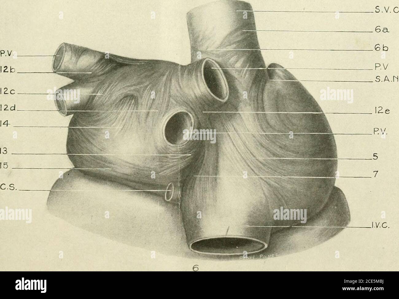 . La rivista americana di anatomia . 283 LASTRA 4 SPIEGAZIONE DELLE FIGURE 7 fasci interni dell'atrio destro del cuore umano, vista posteriore. Le cavità vena sono state aperte attraverso le loro pareti posteriori. L'inferiorvena cava si diffonde ampiamente. L'endocardio è stato rimosso. 8 fasci interni dell'atrio sinistro del cuore umano, vista posteriore. La parete posteriore dell'atrio è stata tagliata e ampiamente aperta. L'endocardiè stato rimosso. 284 MUSCOLATURA ATRIALE JAMES W. PAPE/ PIASTRA 4 Foto Stock