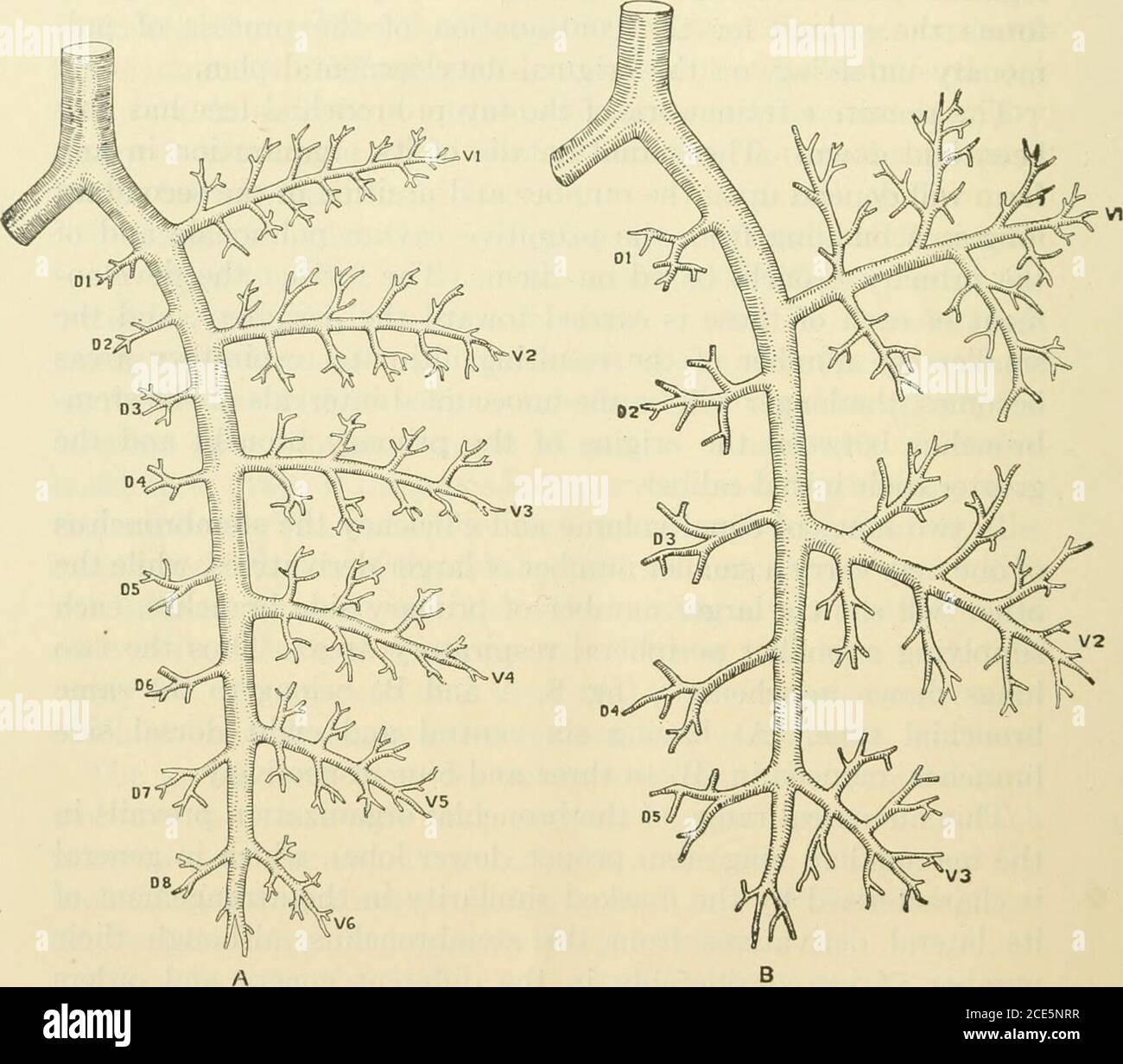 . La rivista americana di anatomia . rispettivamente. Questo intervallo numerico dell'organizzazione bronchiale prevale nello stelo polmonare di mammifero proprio (lobo inferiore), che in generale è caratterizzato dalla marcata somiglianza nella disposizione dei suoi derivati laterali dallo stelo bronco, anche se il numero varia notevolmente nei diversi generi e ordini (da tre a otto o addirittura nove dei rami ventrali). Tipici esempi di (A) sono visti negli alberi bronchiali del elungstem nelle Bradipodidae [Choloepus] e in Irax, di (B) inquello dei carnivori e dei primati inferiori. Basato su Foto Stock