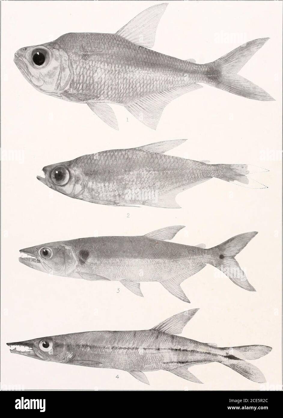 . I pesci d'acqua dolce della Guiana britannica, compreso uno studio del raggruppamento ecologico delle specie e il rapporto della fauna dell'altopiano a quella delle pianure. M 1. Exodon paradosso Mcller e Troschel. 75 mm.(tipo) 104 mm. N.2149. 3. Charaxgibbosus(Linnaeus).grammus Eigenmann. (Tipo.) 27 mm. N. 2137. N. 2145. 2. Rceboides thurni Eigenmann.87 mm. N. 2130. 4. Asfonichlhys henii- Memoirs Carnegie Museum, Vol. V. Plate lxi.. 1. AcanthocaraxmicrolepisEigenmann. (Tipo.) 105 mm. N.2138. 2. HeterockaraxmacrolepisEiGES-mann. (Tipo 46 mm. o.2142. 3. Acestrarhynchus falcatus (Bi/OCH). L Foto Stock