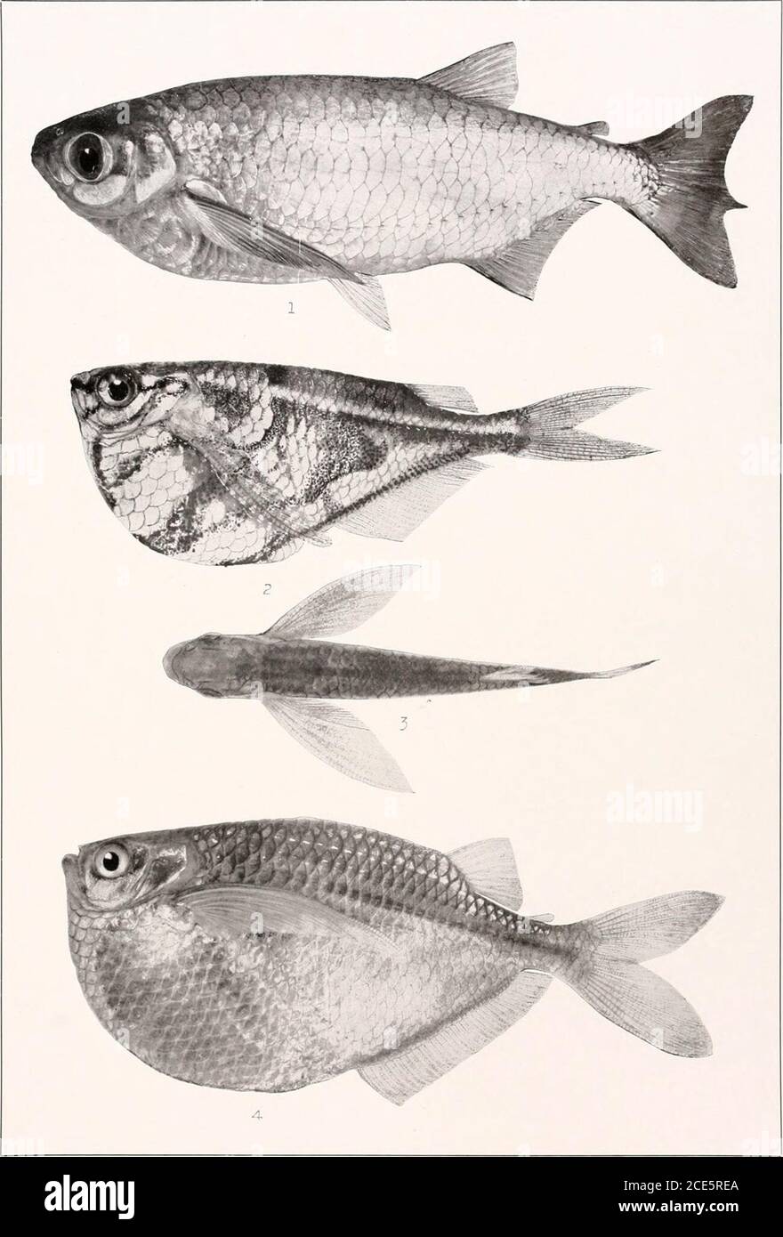 . I pesci d'acqua dolce della Guiana britannica, compreso uno studio del raggruppamento ecologico delle specie e del rapporto della fauna dell'altopiano a quella delle pianure . 1. Holobrycon pesu (Mtjller e Troschel). 150 mm. I. N. I. 12,105. 2. Brycon falcatus Muller e Troschel. 225 mm. N. 1818. 3. Brycon siebenthah Eigenmann. (Tipo.) 204 mm. N. 1819. Memoirs Carnegie Museum, Vol. V. Plate lv. 1. Chalcinus rotundatus (Schomburgk). 186 suon. N. 2059a. 2. CarnegieUa rigata (Gunther).41 mm. N. 1296. 3. CarnegieUa strigata (Gunther). 41 mm. N. 1296. 4. Gasteropeleus sternicla (LNNiEus). 65 m. Foto Stock