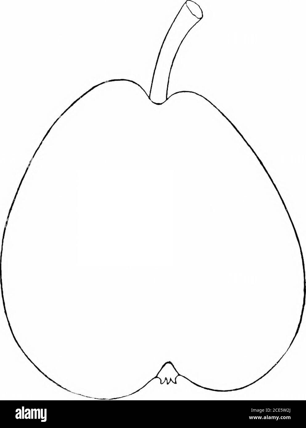 . Manuale orticolo americano .. rbinate; colore giallo verdolino, che cambia quando matura al giallo limone, con guancia rossa e molti punti grigi; gambo uno ad uno e un-quarterinches lungo, abbastanza stout, un po 'obliquo, e posto in cavità molto poco profonda; bacino poco profondo e corrugato. Bianco polpa, fondente, succoso, dolce, buono a Molto bene. Particolarmente popolare in Xew York e ^lassa-chusetts. Belgio. Superperin.-da medio a abbastanza grande, oliovato rundish, con il collo stretto che tajiering al gambo; colore giallo verdolino, con il consideralilerusset e la guancia marrone. Carne succosa, sciogliente, con la PERA ricca piacevole. 26 Foto Stock