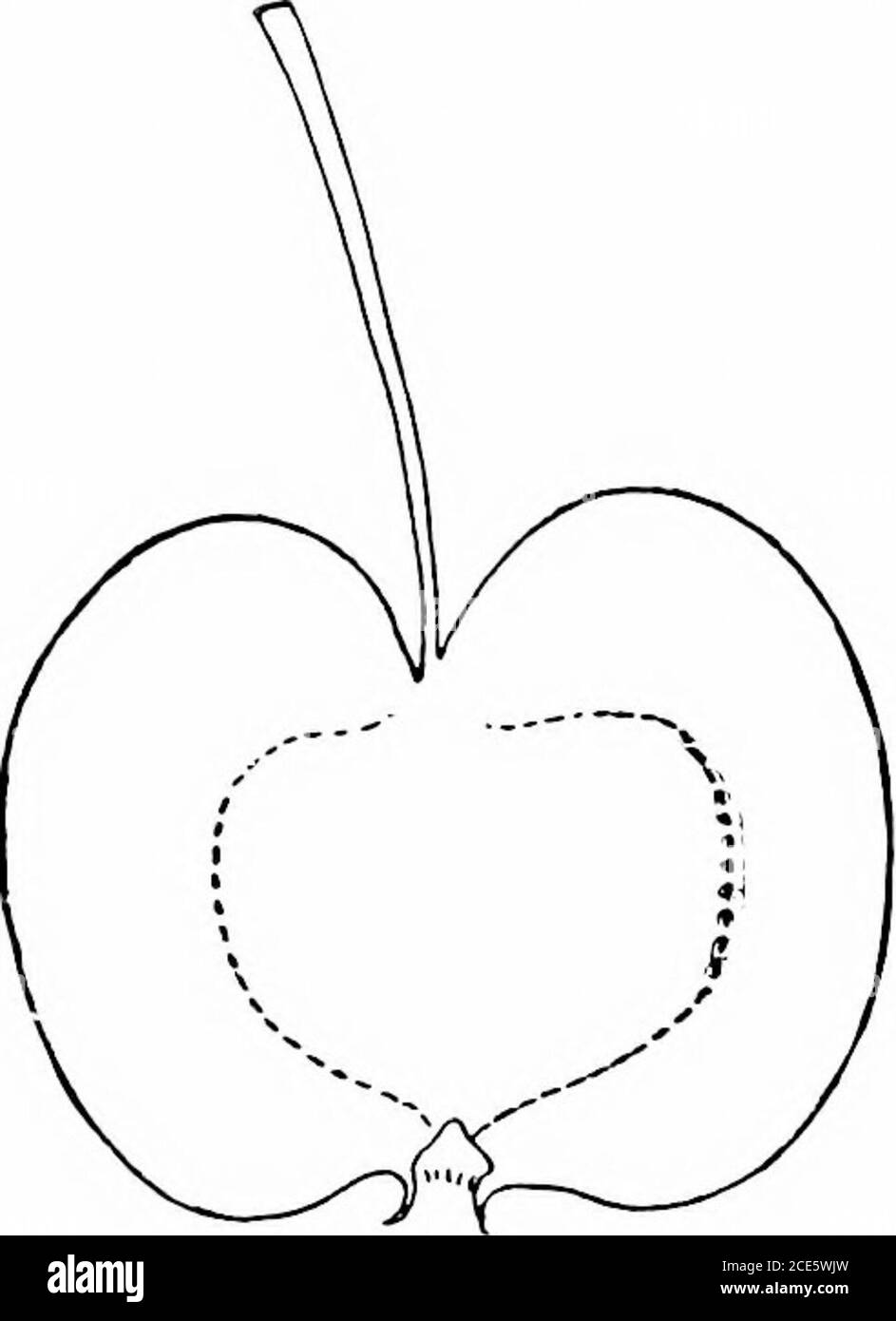 . Manuale orticolo americano .. . giallo, croccante, acido, un po' astrinfjent, che cambia quando è maturo in un subacido piacevole e gradevole. Agosto, settembre. Ciab trascendente. Van Wyck. - una possibilità che scava nella fattoria di Jliss Caroline VanWyck, Fishkill, Dutchess comity, ew ^ork. Albero vigoroso, uji-destra, produttivo. Frutta grande, roundish, leggermente conica; superficie liscia, biancastra, ombreggiata e chiodata -con rosso chiaro brillante, e ricoperta di un sottile fiore; gambo piuttosto lungo, sottile; cavità piuttosto stretta, deejj; calixchiuso; bacino medio, liscio. Cor(&gt; piccolo antl clo«xl; carne biancastra, fine, piuttosto f Foto Stock