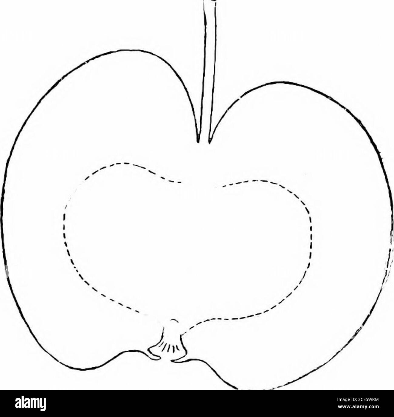 . Manuale orticolo americano .. . -clovish, con y&lt;41(jv vcinings, veryfirm, astringente, acido; uso culinario. Fine inverno. Minnesota - Origin, Minnesota. Frutta molto grande per un granchio, roundish, irregolare, oscuro angolare, chiaro giallo cerro, con debole bronzo arrossato; punti bianchi, minuti, molti, oliscure; cavità oljtuse, regolare; gambo lungo; bacino quasi orabbastanza piatto, rugoso, spesso corrugat&lt;d; caly.; chiuso; segmenti grandi, divergenti. Nucleo chiuso, riunione; tu))C conico; resistenza marginale;bianco polpa, fermo, succoso, a grana fine, subacido, buono. Settembre, ottobre. Montreal {Muntrenl Br Foto Stock