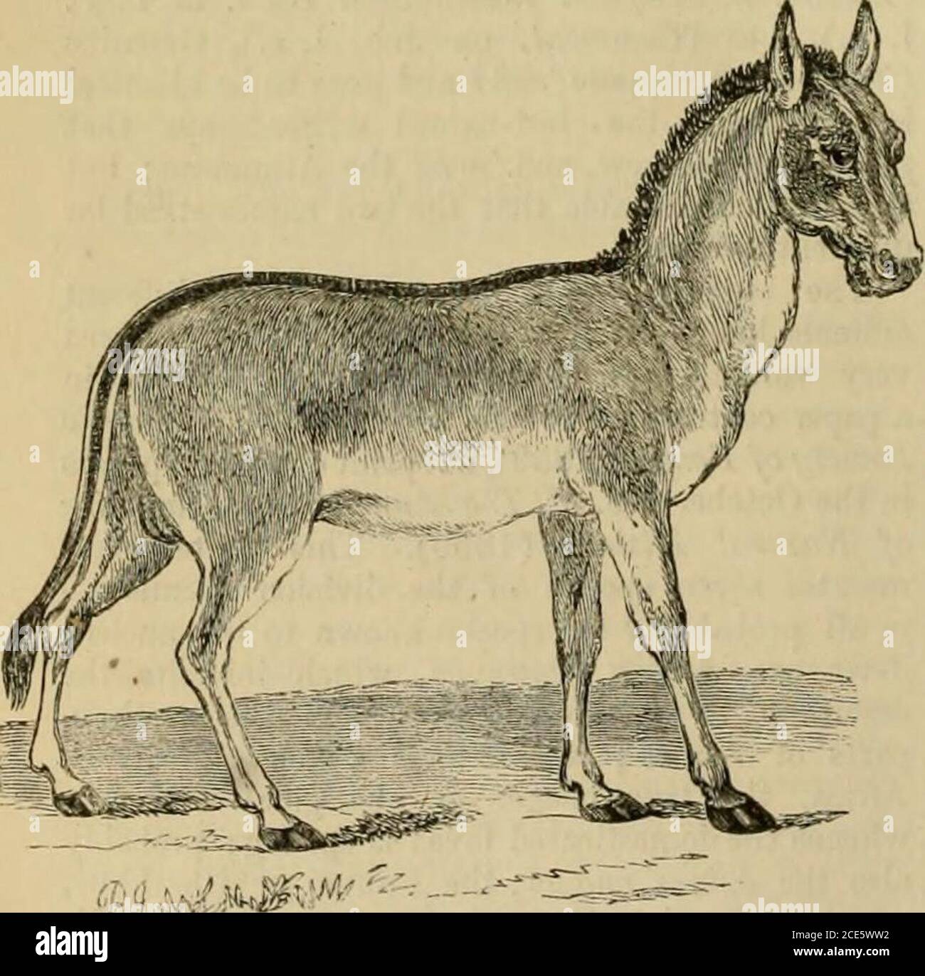 . Un dizionario della Bibbia .. durante la sua marcia su queste pianure. . Il paese. Dice che era un semplice attraverso-fuori, come anche il mare, e pieno di wormwood; ifany altri tipi di arbusti o di canne crebbe là theyhad tutto un odore aromatico, ma nessun albero è comparso. Gli asini, quando sono stati perseguiti, avendo gainedground sugli zoccoli, si fermavano ^perché superavano molto in velocità); e quando questi si sono riavvicinati loro hanno fatto la stessa cosa di nuovo ...la carne di quelli che sono stati presi era come quella di un cervo rosso, ma più tenero {Ana.i. §5). Infleetness, continua il sig. Layaid, eguaglia lo sguardo Foto Stock