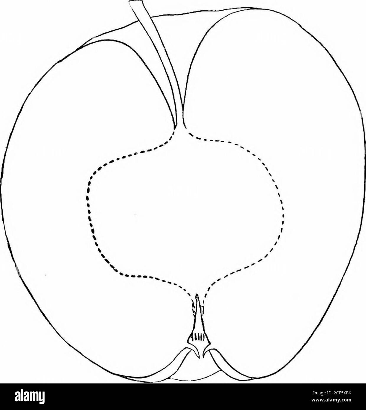 . Manuale orticolo americano .. . c; dotsmany, very distingut, minute, yellow; cavity rcgulai, acute, ^h nlittle stellate russet; stelo medio; bacino liscio, a volte ob-scurelv ribljed, molto poco profondo, largo; calice aperto; segmenti divergenti.Core o|Xn, clasping barelv; ovate di cellule, slit; tulje; stamenslump conico, medio, ecc.; semi lunghi, puntati; semi lunghi, puntati; semi lunghi; bianco polpa, leggermente rosa macchiato accanto alla pelle, succosa, ricco, delicato, saccarina, piacevole subacido, molto buono. Inverno. Yates.-Origin, Fayette Co., TUorgia; albero molto iridato; veryproductive; frutta un buon custode. 210 POMOLOGIA SISTEMATICA frutta sma Foto Stock