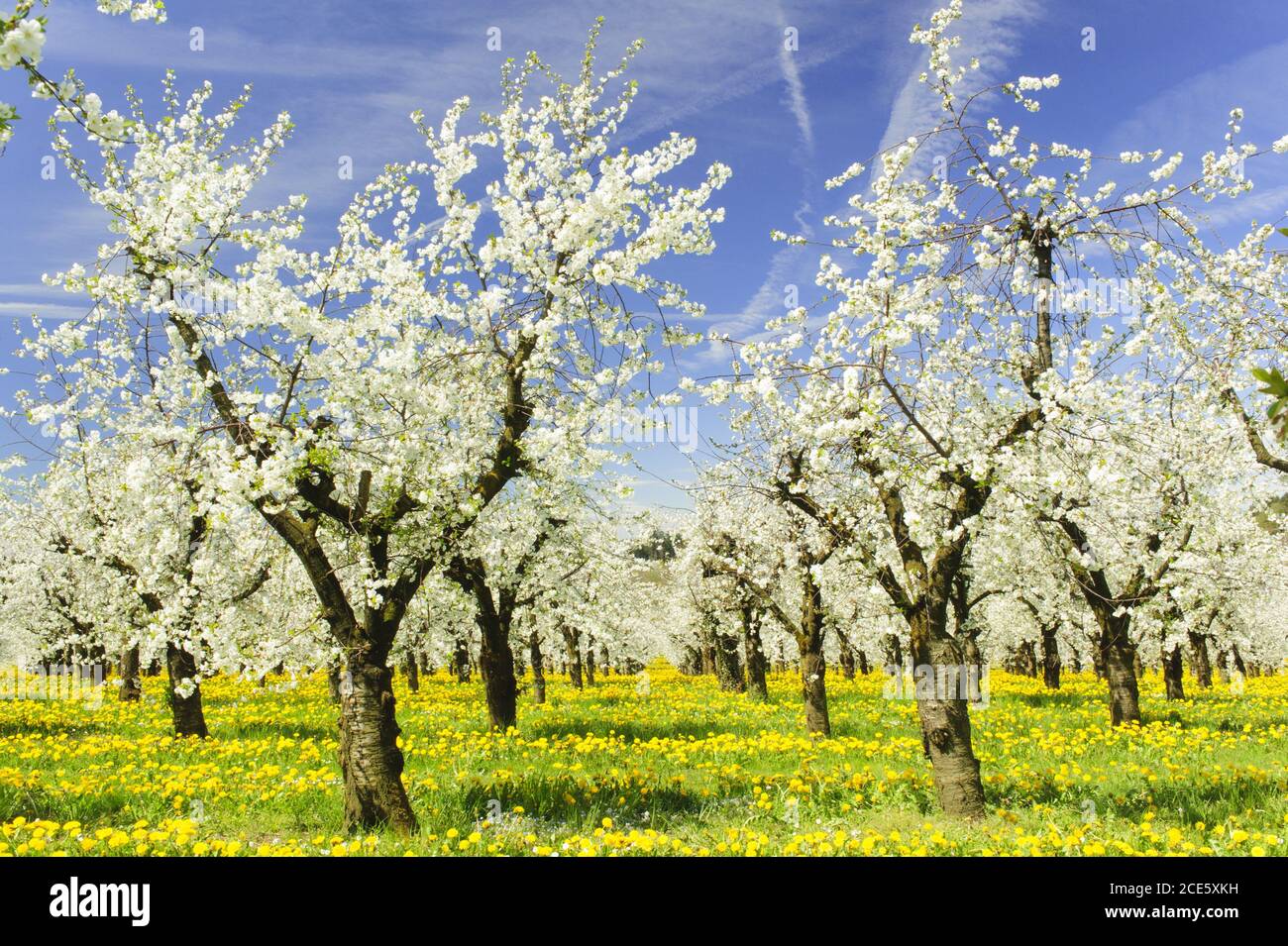 fiorire gli alberi di mele a primavera sul campo Foto Stock