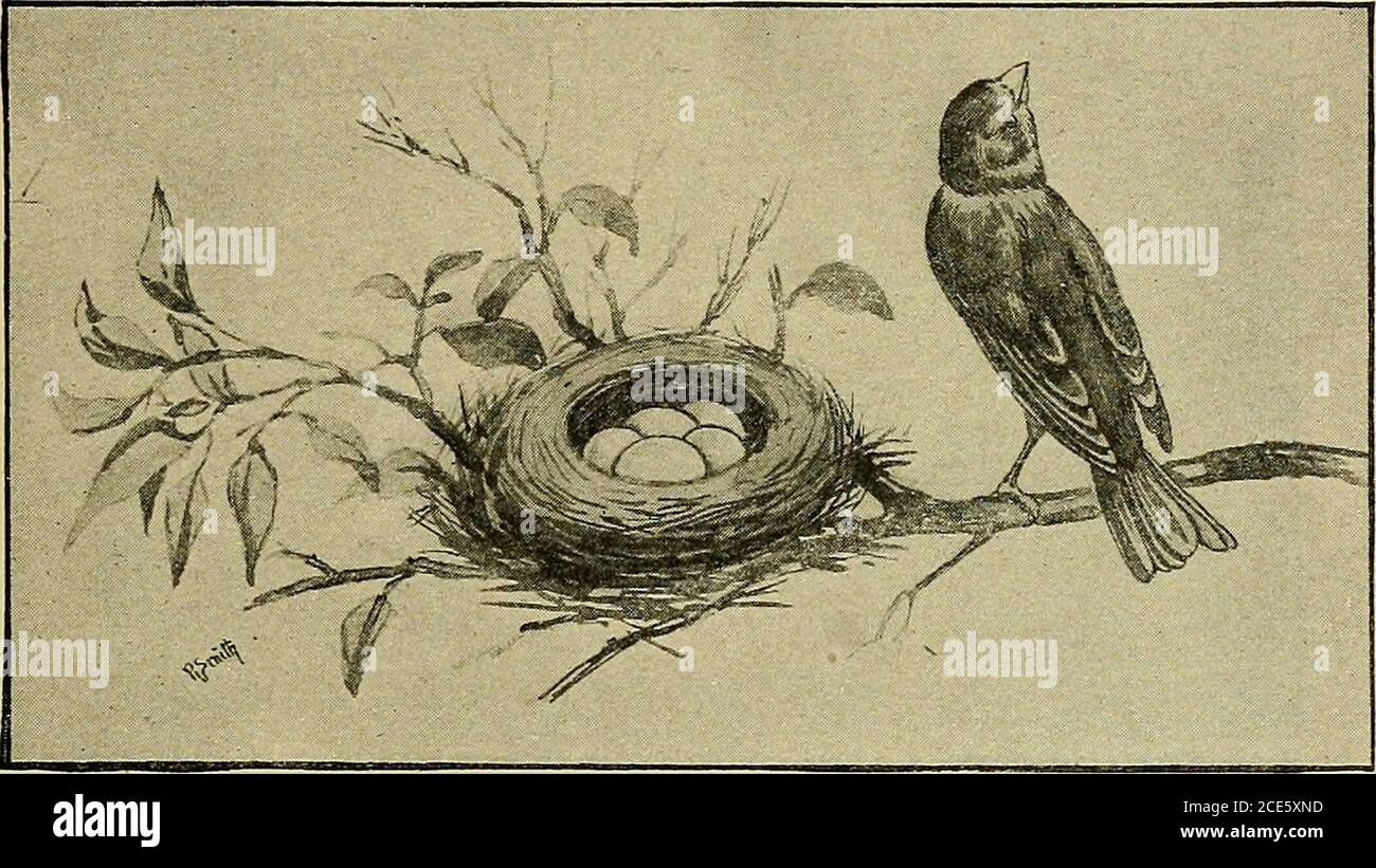 . Geografia domestica per i gradi primari . LA CASA DELL'ANT. Avete visto tutti il nido accogliente del mouse.i giovani topi sono ciechi e indifesi. Non potevano vivere senza la protezione del nido morbido nascosto in modo soccnente. Gattini e cuccioli soneed una casa snug per molti giorni. Alcune delle case sono così strane! Il legnoso raccoglie una grande pila di ramoscelli sotto cui la SUA GEOGRAFIA DI CASA. 157 nido è fatto. Il ragno della porta della trappola vive in un littletube nel terreno. Il tubo è lungo circa sei incheslong ed ha una porta di trappola all'estremità superiore ilportello è forte e incernierato, in modo che quando il ragierva a casa Foto Stock