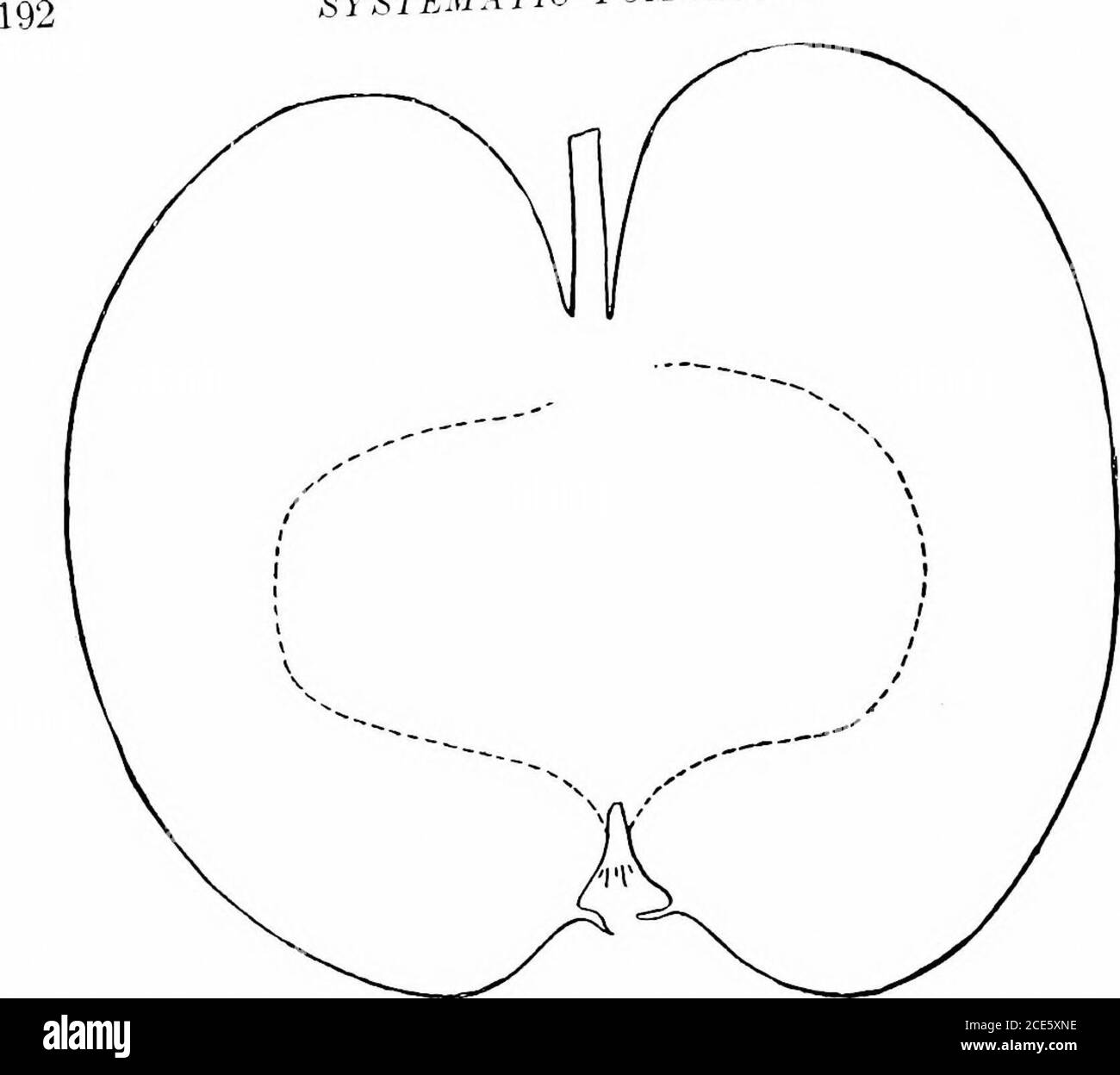 . Manuale orticolo americano .. . nts fiat convergente. Corewide aperto, mediimi, meeting; cellule ellittiche, intere; tubo conico; stami marginali; polpa biancastra, tenera, succosa, delicato sub-acido piacevole, Molto bene. Dicembre, Marcli. Venti once (Cayngn Red Streak). - una vecchia varietà di con-netticut. (C'è un Pijipin di venti once che è una grande mela verde inferiorpiuttosto striata). Albero vigoroso, con testa compatta, un portatore regolare e abbondante. Frutta molto grande, rundish, leggermente irregolare; superficie verdolina yel-low, quasi interamente ricoperta di rosso marmorizzato e misto, con strisce lioldlinide Foto Stock