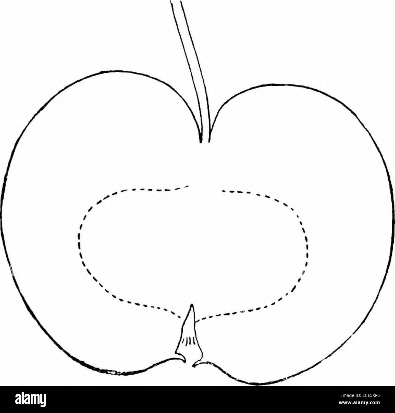 . Manuale orticolo americano .. tubo a forma di finocchio; stampini marginali; semi circa dieci, piuttosto grande, j)grumo, appuntito; bianco polpa, grana fine, succosa, piacevole, dolce, molto bene. Septem-ber e ottobre. Sweet Winesap. - Origin, Pennsylvania; albero di crescita moderata, a destra, i)roducente. Terreno fruttato, oblato, leggermente in avvicinamento conico; superficie rossa, spruzzata con profondo cremisi; cavità de]i, russed; gambo lungo, snello;bacino piuttosto deei), aperto; calice jiartially aperto. Polpa tenera, succosa, molto dolce, ricca, buona a Molto bene. Da novembre a marzo. Switzer. - origine, Russia. Terreno di frutta, oblato, regul Foto Stock