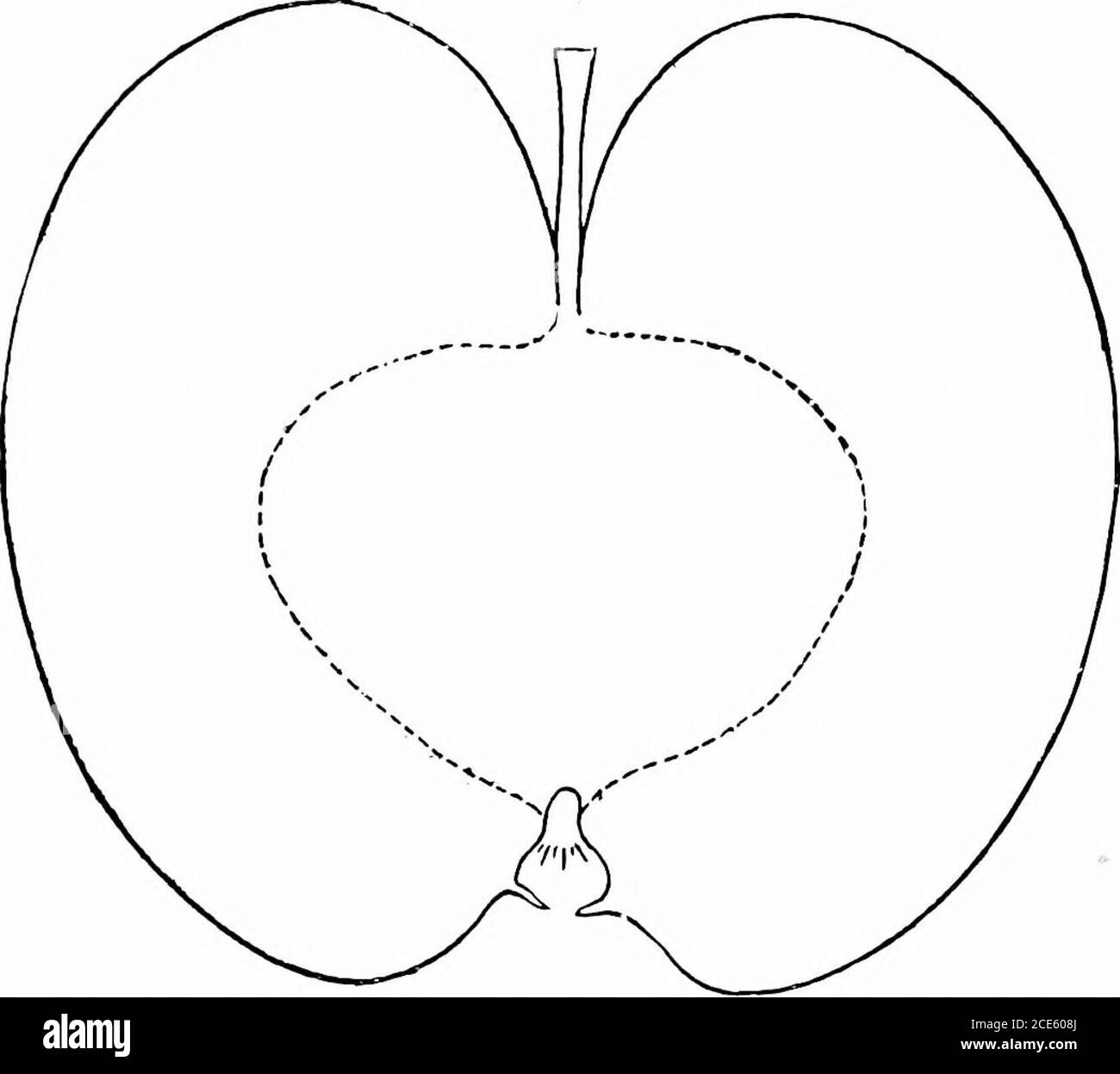 . Manuale orticolo americano .. . – leggermente conico, trun-cato, regolare; verde giallastro superficiale, untuoso; puntini bianchi,piccoli, alcuni con liasi grigie, alcuni grandi puntini russetti; cavità regolare,profonda, acuta, a volte leggermente rovinata; gambo piuttosto corto; basinregular, finemente stropicciato intorno all'occhio; calice ojicn. Anima chiusa, clamping; tuljo fmmel-shaped, liroad; stampini mediani; ilesli greenisliyellow, sodo, succoso, subacido, buono. Tutto l'inverno. .1. S. Harris: Iloes un po'meglio top-lavorò su stock duri, cioè, oralis e hylirids. (N. min Hort. Rep., ISOO, p. I.i5.) Nottingham Bniirii.-()rigin, Pen Foto Stock