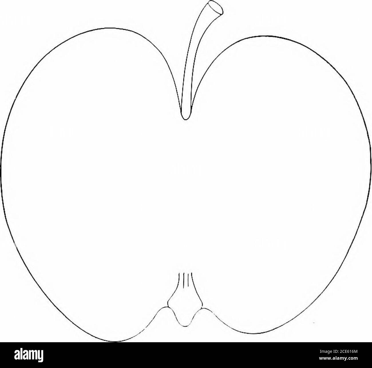 . Manuale orticolo americano .. . Hubbardston... Hunt Russet, LA APPLE. 103 terreno fruttifero, o inferiore, dilato rundish, leggermente conico; surfattoso, prevalentemente ricoperto da russet tliino opaco, con un blush di rosso brillante nello svai; punti pochi, Ijrown; cavit) grande, profondo, acuto; variabile; l)terreno asin, leggermente cianfrugato; calice ]iartioireten, piccoli segmenti. Core compact; llesli yellowishwliite, a grana fine, tenera, succosa, ricca, subacido a rischio, leggermente aro-matico, molto buono al meglio. Da gennaio ad aprile. Huntsman.: Origine, azienda agricola (se John Huntsman, Fayette, Missouri;albero Foto Stock