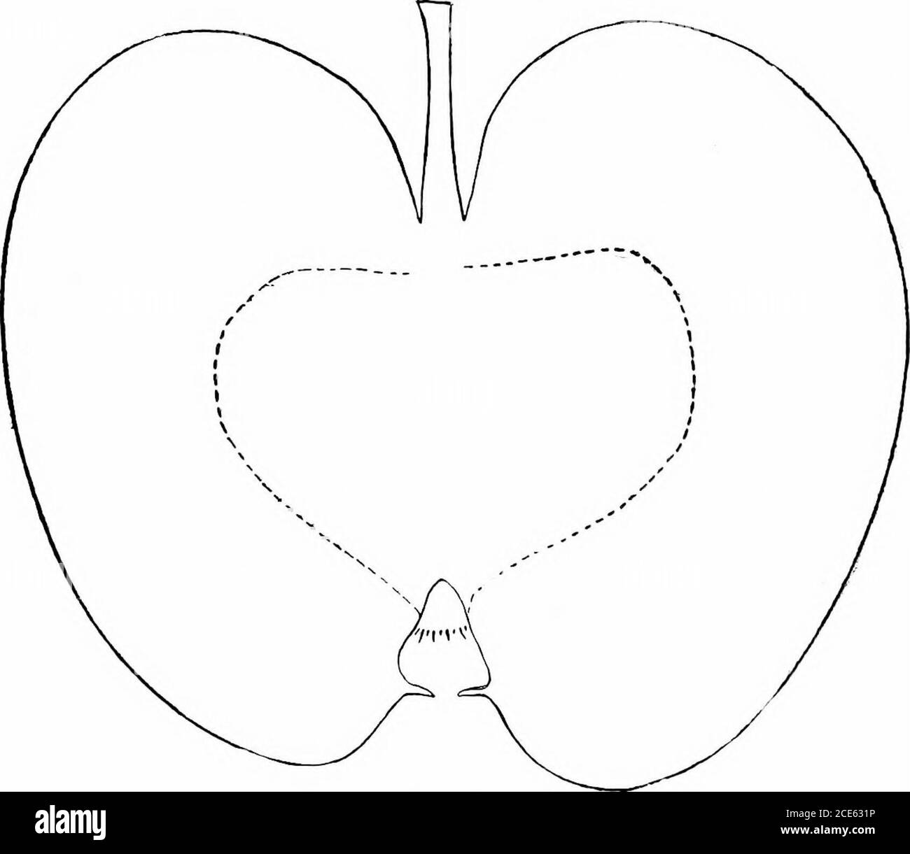 . Manuale orticolo americano .. . ^ dell'esperienza generale dell'eachregion riassunta nelle relazioni biennali della American Pomo-Logical Society. Al momento la stesura di quest'ultima relazione è pul^lishedin Bui. 8 della Divisione di Pomologia degli Stati Uniti di disdetta di Agricoltura, e può essere ottenuto gratuitamente su richiesta al Pomologo degli Stati Uniti a Washington, D. C. DESCRIZIONE DELLE VARIETÀ. Alexaniler. Alexander. - di origine russa; albero vigoroso, che si diffonde, prodotto. In Occidente è oggi largamente soppiantato dalla SUA MELA di semi- rile del Wisconsin. 37 Ling, The Wolf Rive Foto Stock