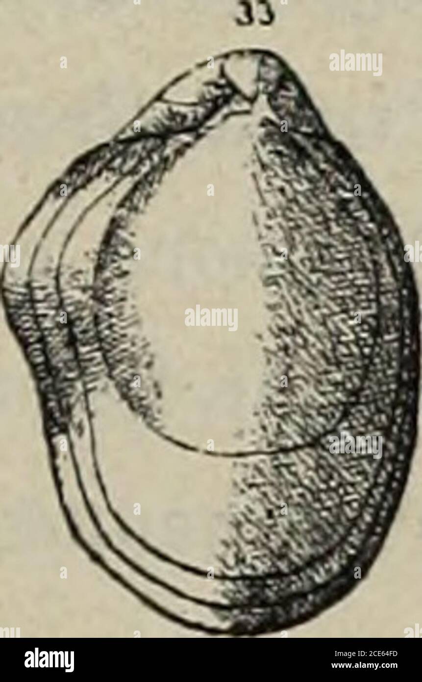 . Giornale di Scienze naturali ed economisti di Palermo . •con r «stremità arrotondate; in alcuni esemplari invece queste sono auricolate. ciò è di-pendente dalla presenza delle sinuosità laterali che talvolta si prolungano fino alle mità della linea cardinale. La valva ventrale manca di sensi e lobi ; nella direzione longitudinale è molto corrente-vata particolare nella sua portazione posteriore o apicale. Essa nella sua posizione an-teriore si restringe ordinariamente a lembo linguiforme e si prolunga sulla fronte fino adincontrare il margin corrispondente della opposta valva dorsale. Ha l Foto Stock