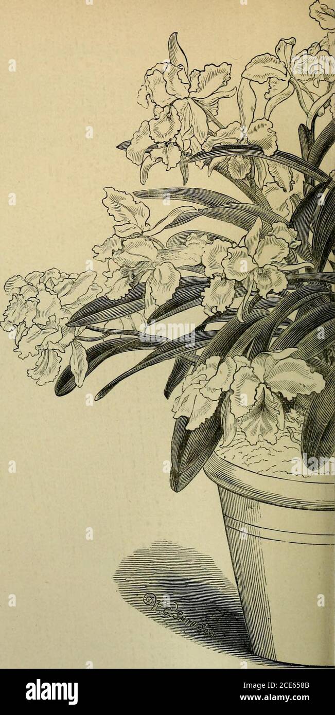 . Il manuale del coltivatore di orchidee : contenente le descrizioni delle migliori specie e varietà di piante orchidee. Questo nome non può essere una vera rappresentazione della pianta. C. Gaskelliana, Rchb.F. - UN gi-e l'aggiunta al gruppo alreadynumeroso alleato a C. labiata, i flussi ben arrotondati che misurano sette pollici attraverso. Nel suo modo di crescita varia notevolmente, in alcuni casi assomiglia a C. Mossia eC. Mendelii, e in altri che partecipano alla foglia larga e al bulbo corto di C. Warneri. Anche nella colorazione e nella forma degli itslowers varia notevolmente. I primi fiori di itthat sono stati visti in t Foto Stock