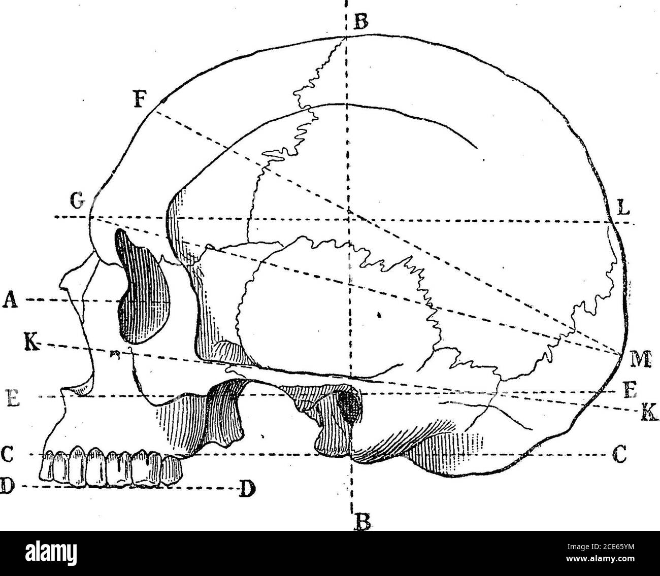 . Antropologia . , è il piano alveolo-condy-magro, determinato da tre punti facilmente accessibili, vale a dire il punto alveolare, o punto medio dell'arco alveolare superiore, e i punti di pendenza della superficie inferiore dei condili occipitali. L'ite rappresentata in Eig. 5 con la linea A P Q, e in Fig. 7 con la linea C C. è in relazione a questo piano alveolo-condilano, detto anche piano naturale della base del cranio, che M.Broca misura il grado di inclinazione o di direzione rettilinea della visione, o piuttosto del piano passante per i due assi orbitali. * ci riferiamo al Mem Foto Stock