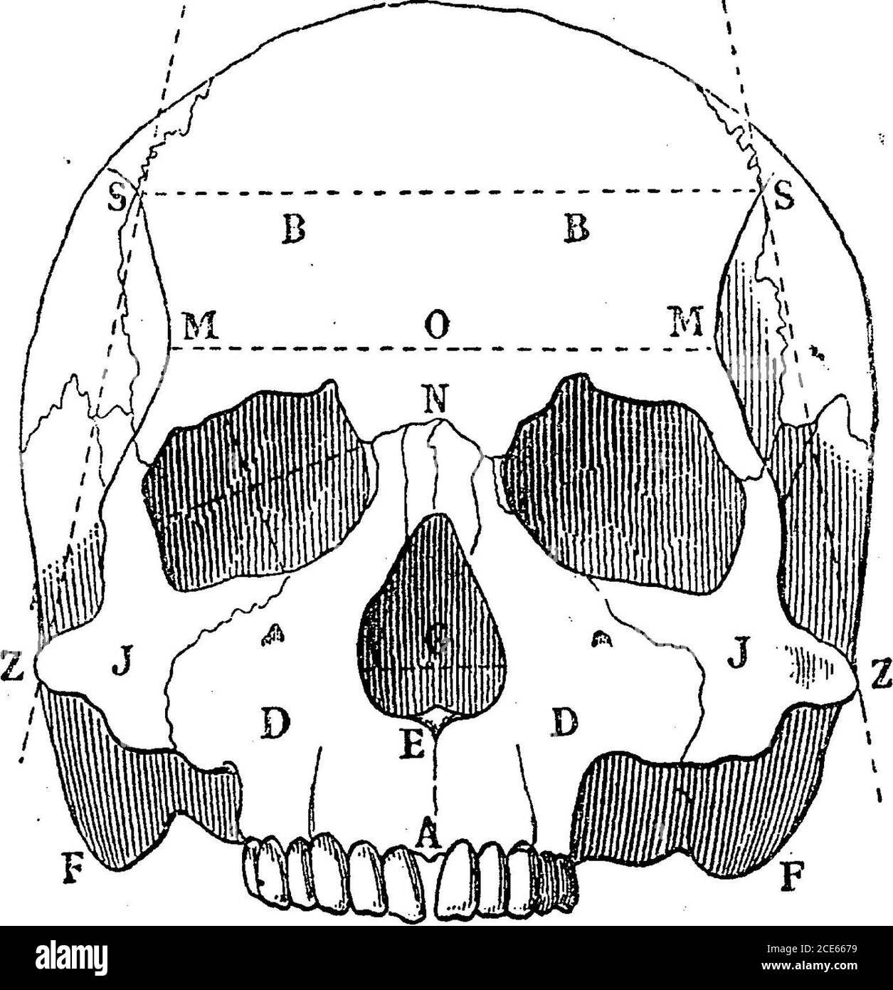 . Antropologia . s incuneata tra le ossa alla base del cranio, consiste di un corpo, che alla nascita è formato da due porzioni, denominate sfenoide anteriore * e posteriore; di due ali discendenti, o pterigoidproces, che formano i confini delle narici posteriori; Di due grandi ali ascendenti, di cui la porzione esterna più alta è vista in S, Fig. 2; e di due ali orizzontali minori, che fanno parte della cavità cranica, dove separano la fossa cerebrale medio-anteriore. Visto dall'alto, cioè da D u CHARACTEBS FISICO. [Cap. I. il lato del c Foto Stock
