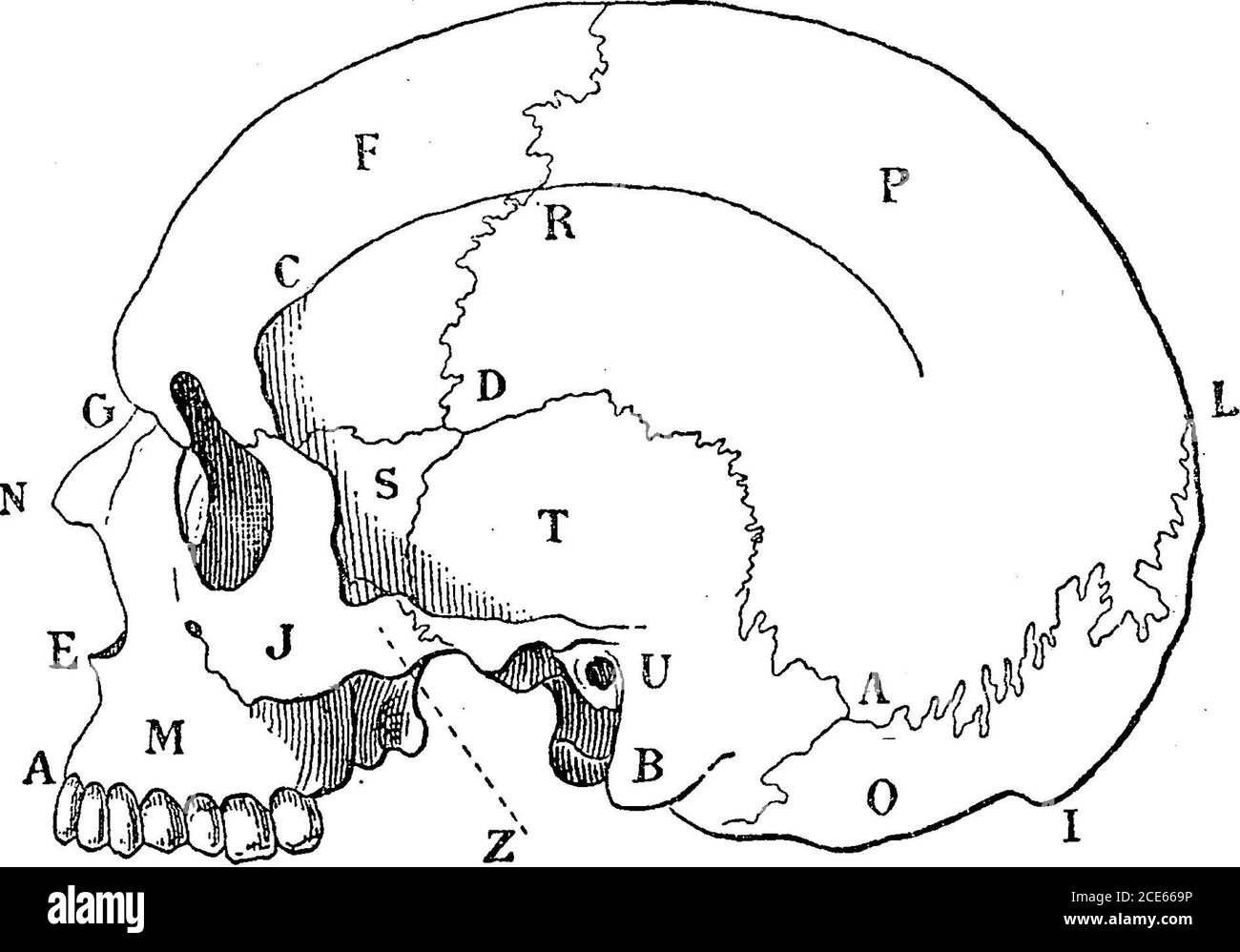 . Antropologia oid rappresenta il corpo di ciascuna delle tre vertebre. La porzione largefiat dell'occipitale, temporale e frontale è chiamata porzione thesquamous, o ecaille (guscio). Queste ossa vengono sotto la denominazione di ossa piatte. Hanno una superficie interna, che guarda verso la cavità cranica, chiamata da M. Broca endocrdne, e una superficie esterna. Il corpo dell'occipitale (0, Fig. 2) è formato dal processo di base, che è unito al corpo dello sfenoide mediante un'articolazione im-portante, la sutura basilare. La sua superficie è tranverselisciata da una cresta semicircolare, per l'attaccamento Foto Stock
