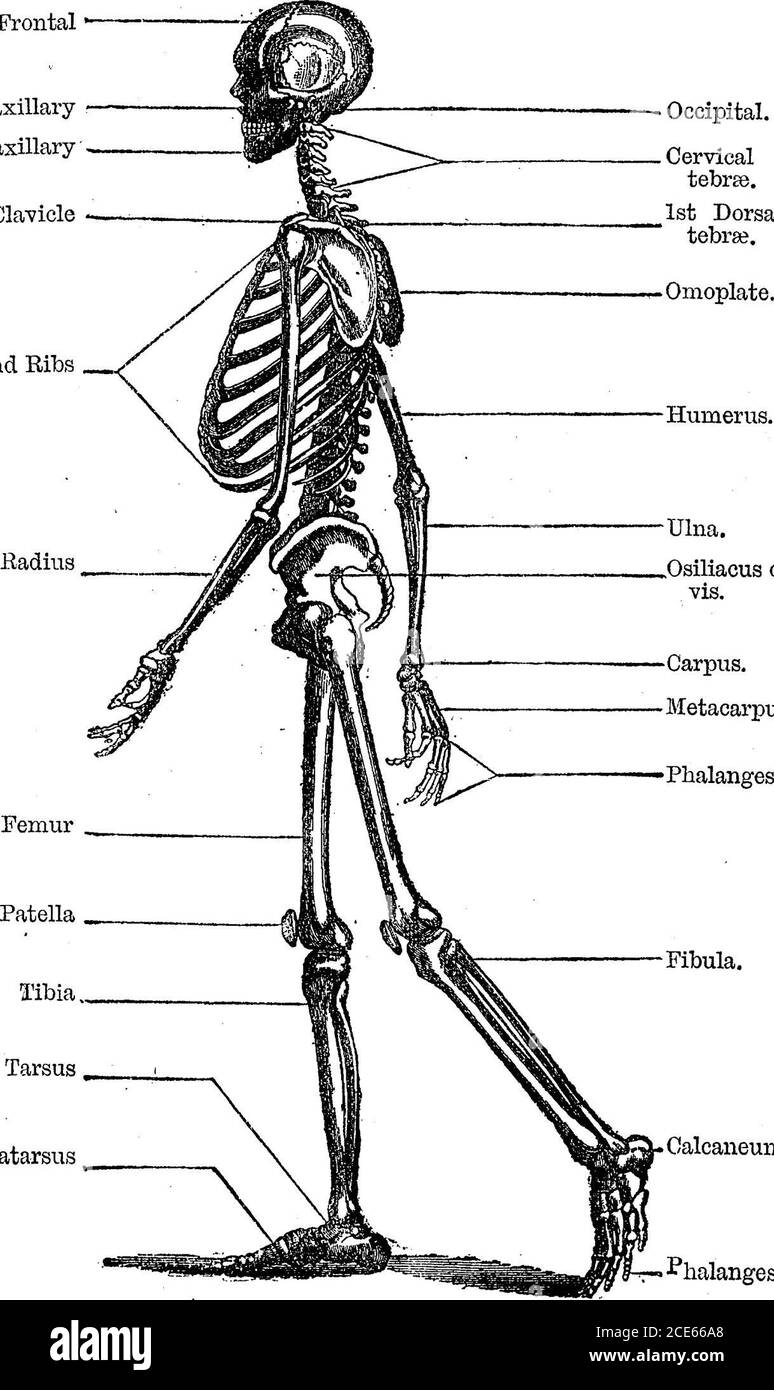 . Antropologia . ries delle cavità viscerali. Considerazioni osteologiche. Lo scheletro di Mammalia, la classe di Yertebrata che volontariamente impegna la nostra attenzione, è composto (1) da un asse centrale, con-stitute dai corpi delle vertebre; (2) di una serie di osseousarchi diretti all'indietro, per formare, mediante la loro aggregazione, un generoso, in cui sono contenuti il cervello, il cervelletto e il cordone del tronco; (3) di una serie di archi diretti in avanti, sconfinando certe cavità che sono occupate, sopra, dagli organi di visione, odore e gusto poi dagli organi centrali della circolazionee dai polmoni--l Foto Stock