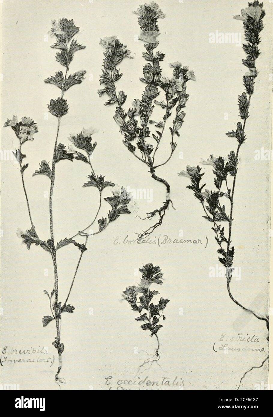 . Journal of botany, British and foreign . ^t*^.^ Foto. E. H. Boddington. Hibberd così. Monografia di Eufrasia. Scheda. 374.. Foto. E. H. Boddington. Monografia di Eufrasia. Hibberd sc. 417 MONOGKAPH della SPECIE BRITANNICA DI EUFRASIA PFASEED DA UN epitome DI Prof. WeTTSTEINS opinioni SUL DeVELOPJIENT E la distribuzione delle specie europee. Di Fkederick Townsend, M.A., P.L.S, (tavole 374-80.) (Continua da pag. 406) 5. Eufrasia curta Fries, Novit. Flor. Suec. Ed. 2, pag. 198, 1828.-pro var. Wettst.Mon. Pag. 128. Caulis erectus, crasso, rarius tenuis, plerumque in parte in-feriore usque ad medi Foto Stock