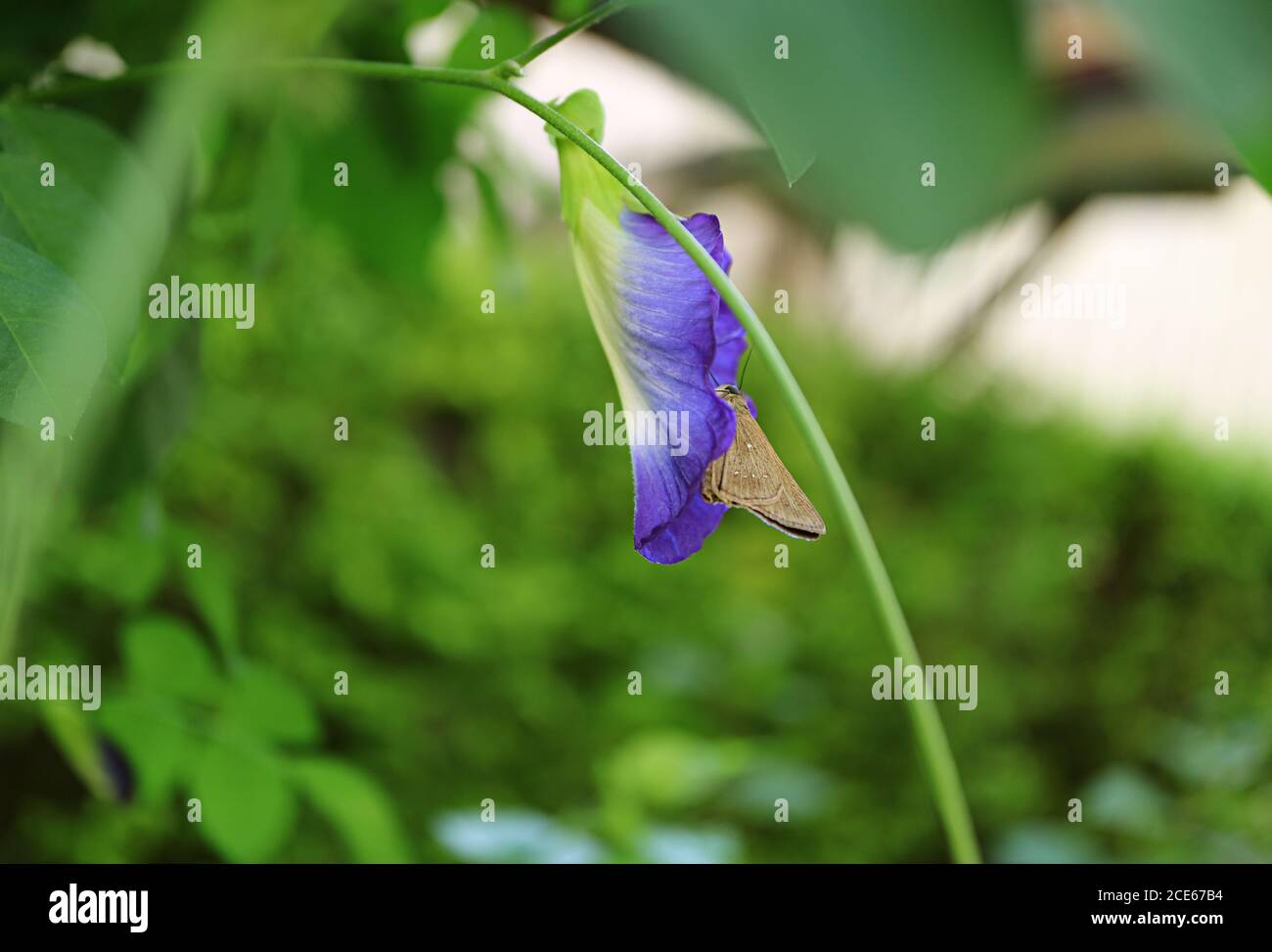 Una piccola farfalla marrone che corregge Nectar su una farfalla Blooming Fiore di piselli Foto Stock