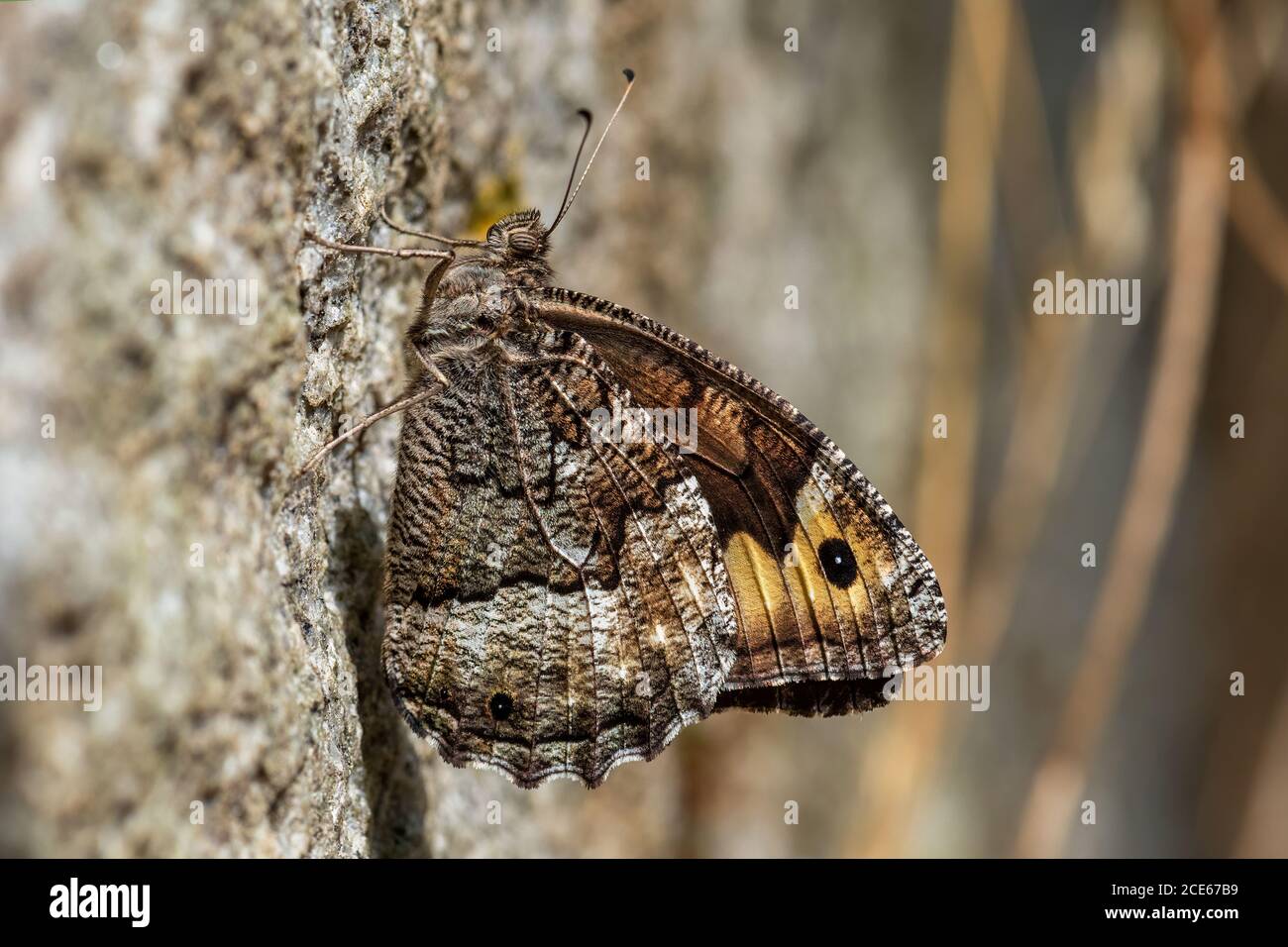 Farfalla di Greyling - Hipparchia semele, bella farfalla colorata a zampe da prati e praterie europee, Havraniky, Repubblica Ceca. Foto Stock