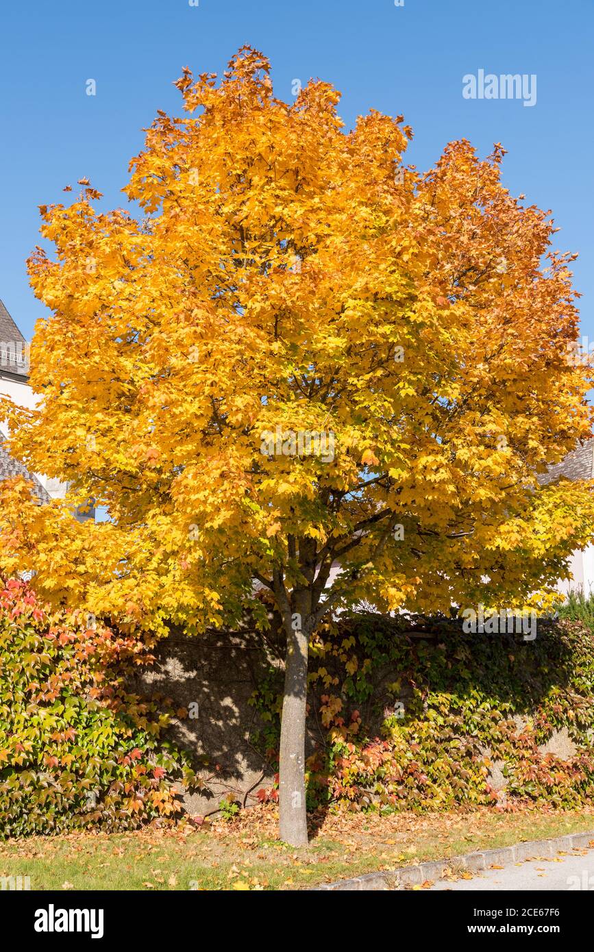 Acero incandescente con foglie scolorite - acero norvegese deciduo Foto Stock
