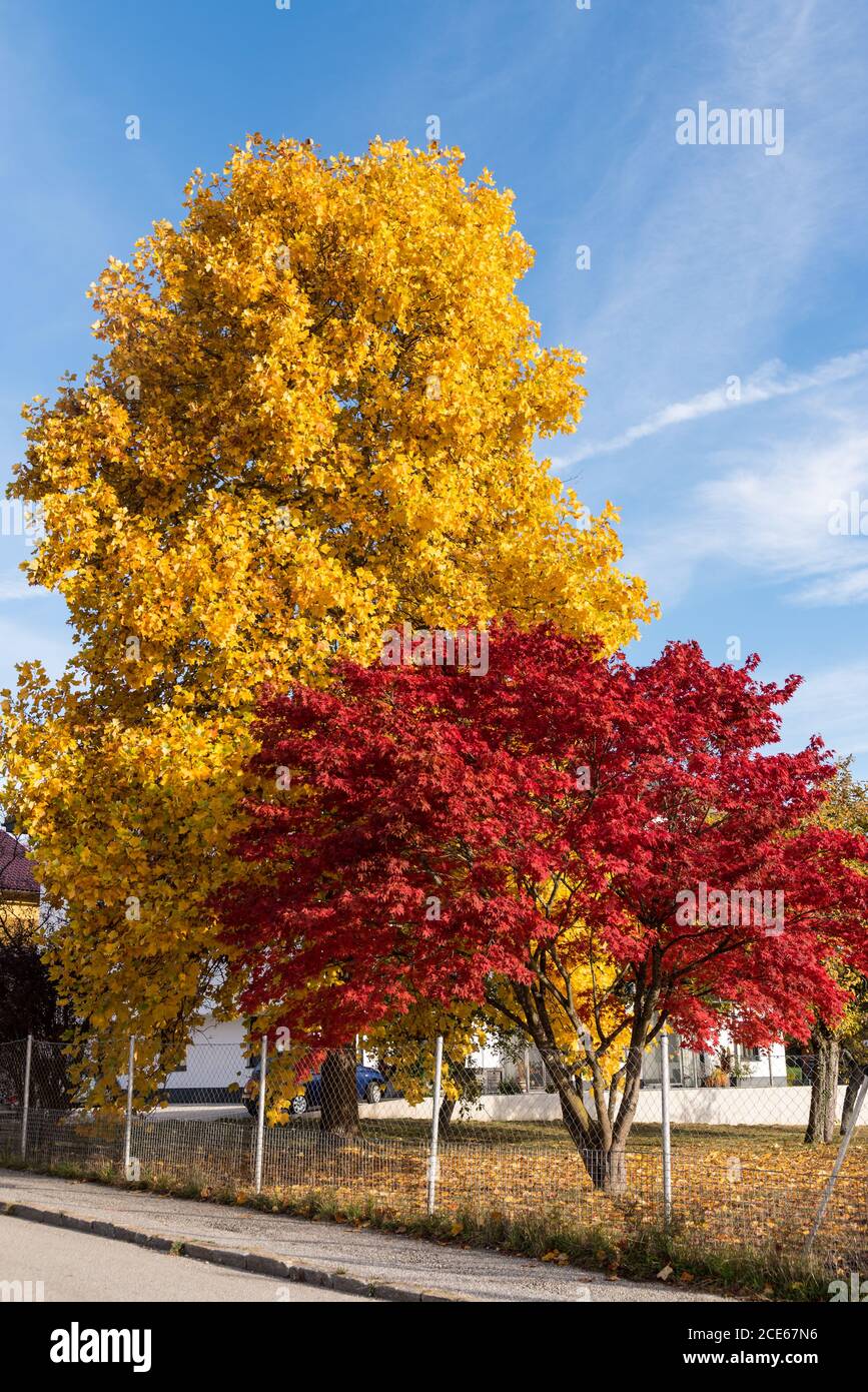 Alberi di acero luminosi in colori fortemente diversi in autunno Foto Stock