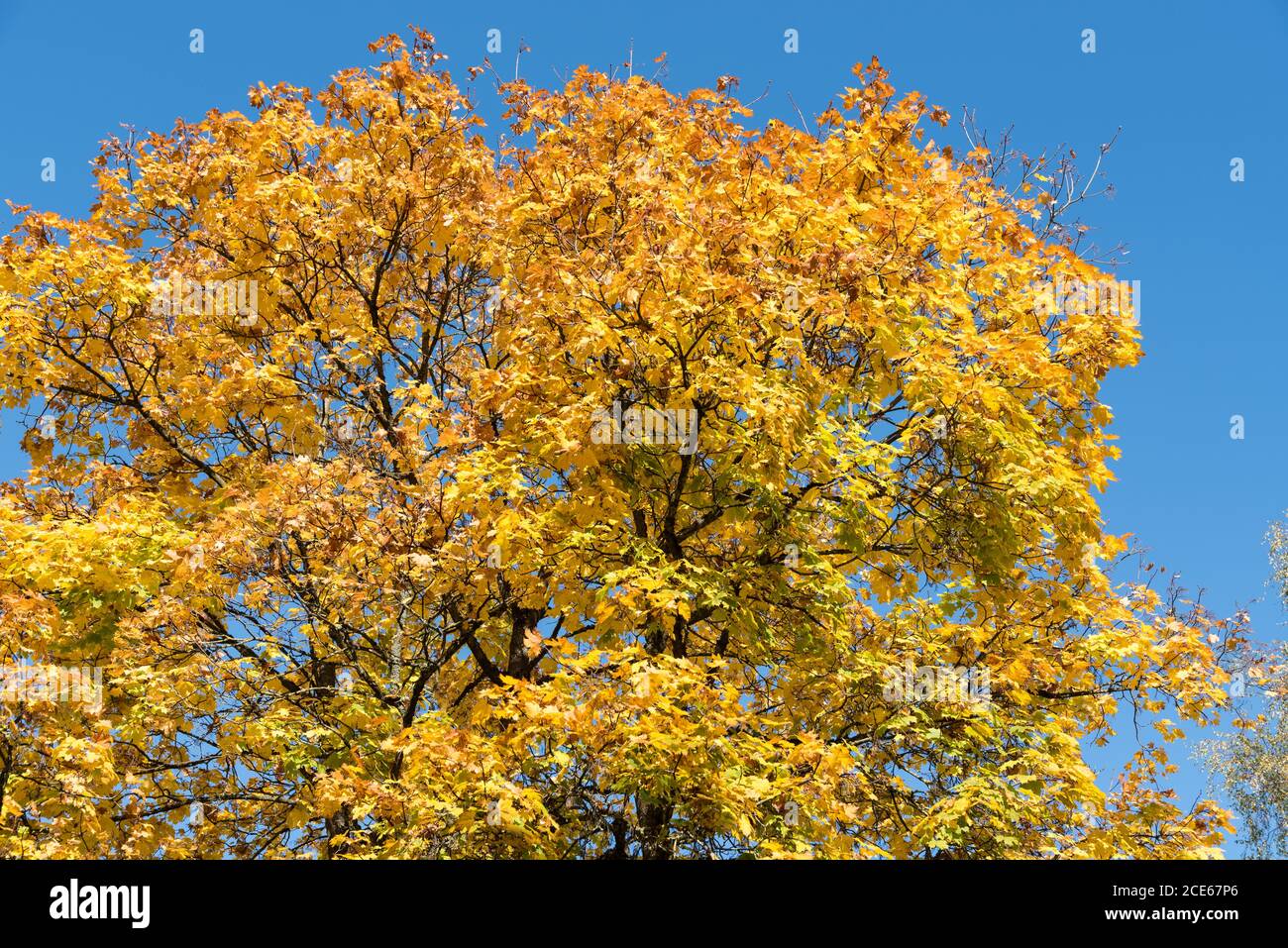 Acero luminoso in autunno - acero norvegese contro A. sfondo blu Foto Stock