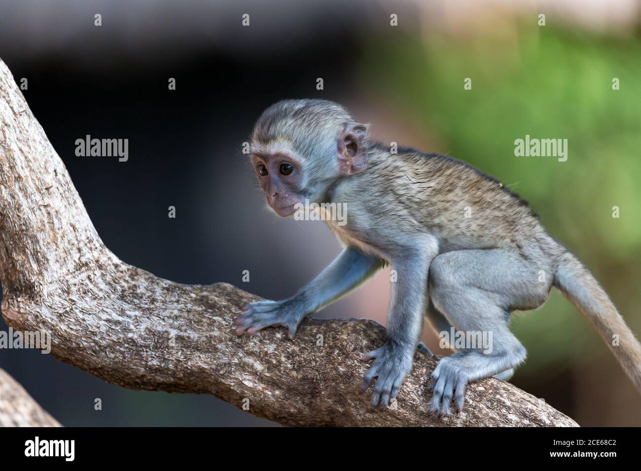 Una scimmia si arrampica su un ramo Foto Stock