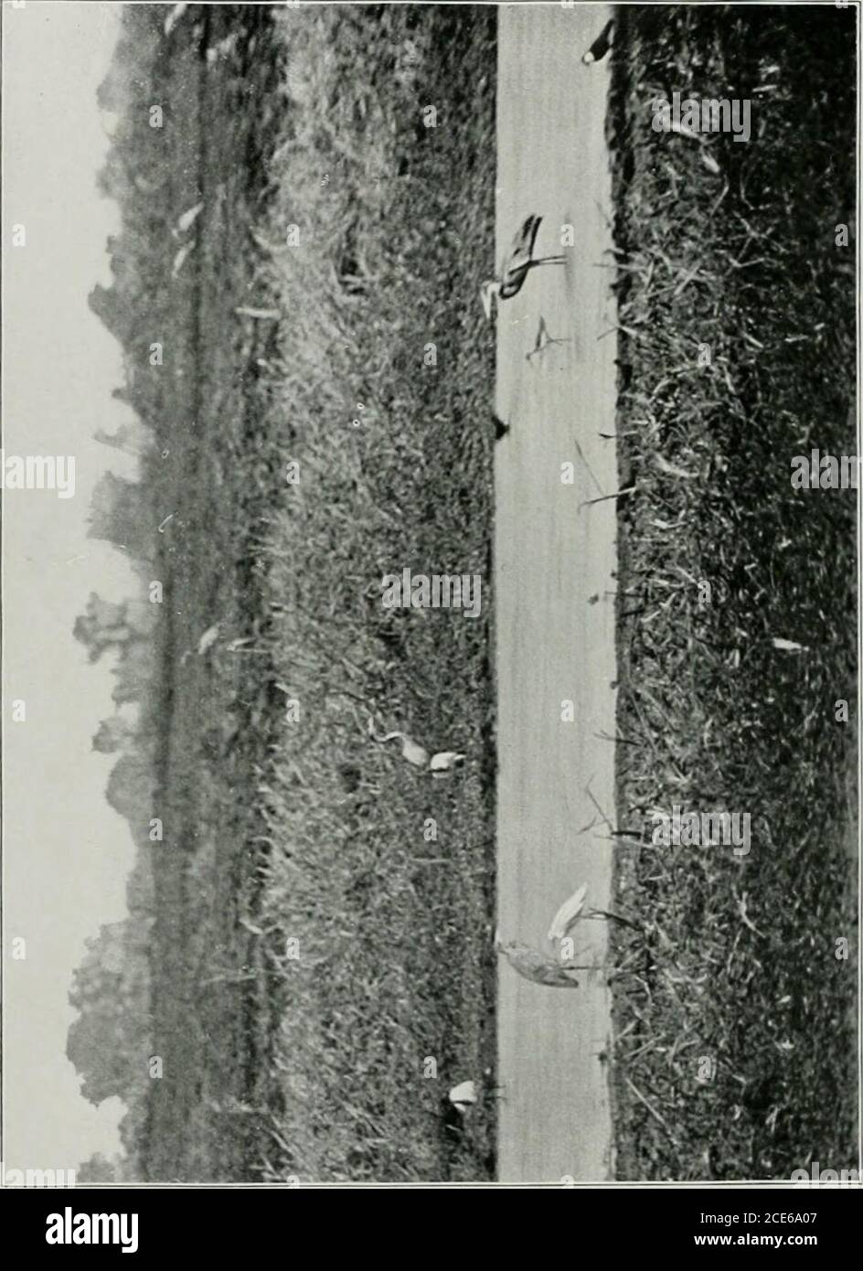 . Due viaggi africani, con note e suggerimenti sulla conservazione dei grandi giochi in Africa; . e che gli officer pubblici possono essere appositamente autorizzati ad uccidere, ecc., in quella riserva.purtroppo le parole possono essere appositamente autorizzate in questo regolamento sono state interpretate da molti del protettorato e dei funzionari ferroviari come se fossero stati areautorizzati, e quindi come rendendoli tutti liberi dalla riserva. In realtà, alcuni sono venuto lunghe distanze perlo scopo di sparare in esso. Questa lassità d'interpretazioneaveva una tendenza a diffondersi, e grandi quantità di gioco furono inizialmente uccise lì, dopo l'arrivo della ferrovia Foto Stock
