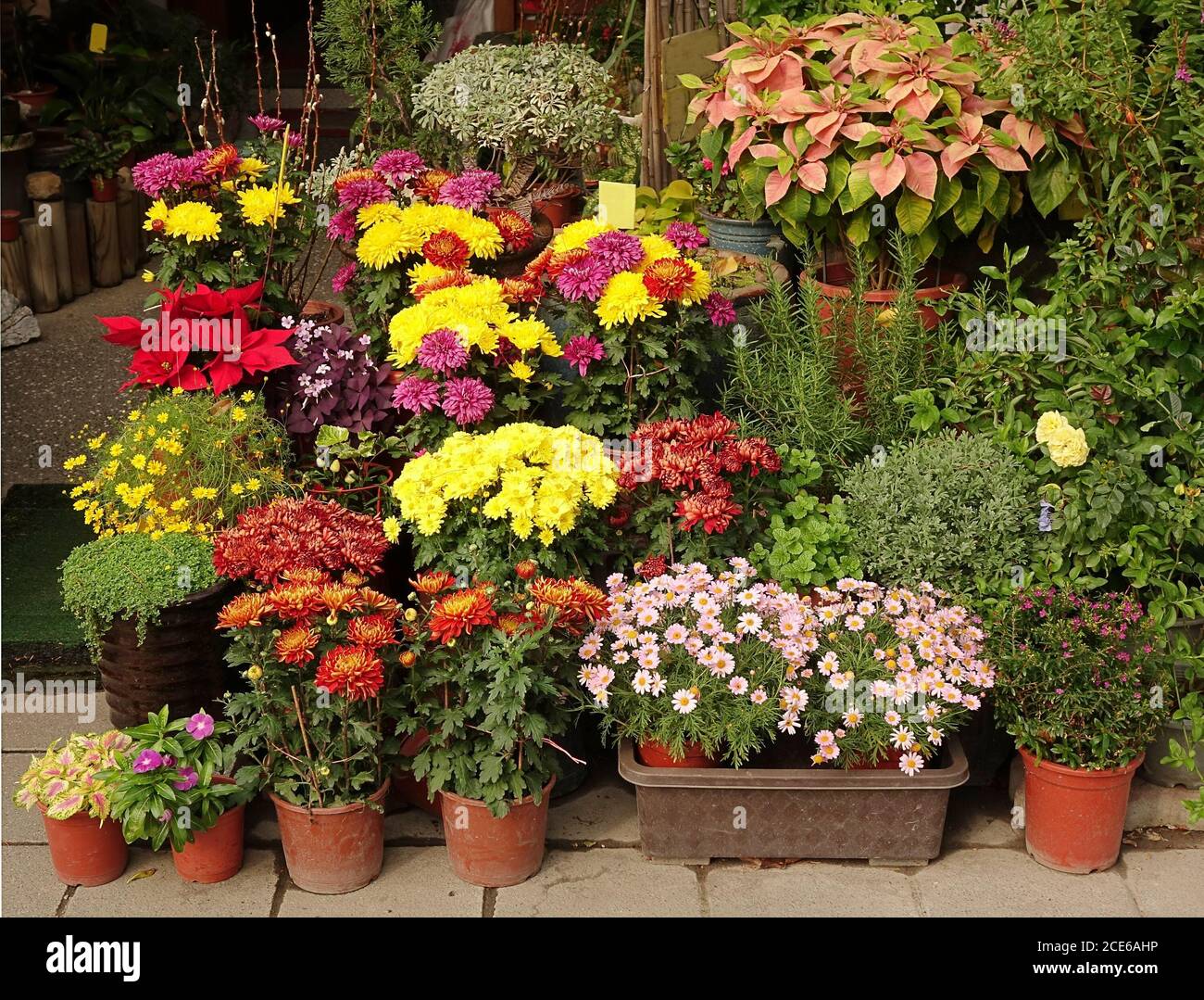 Una piscina esterna negozio di fiori visualizza una varietà di vasi di fiori e di arbusti Foto Stock