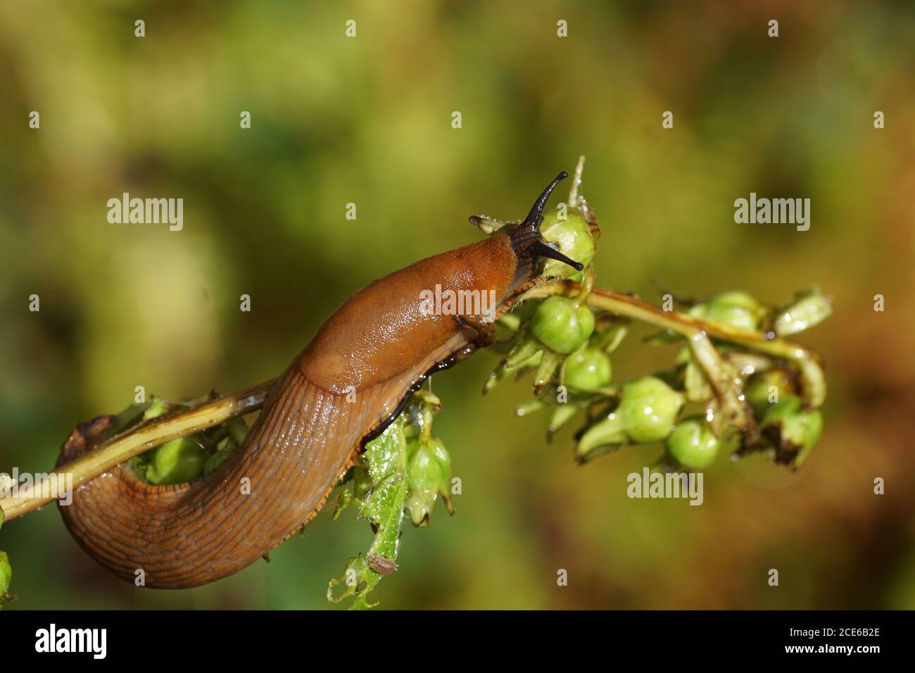 Slug rosso (Arion rufus) o slug spagnolo (Arion vulgaris) in una pianta. Caraffe rotonde per famiglie, caraffe rotonde (Arionidae). Estate, agosto, Paesi Bassi Foto Stock