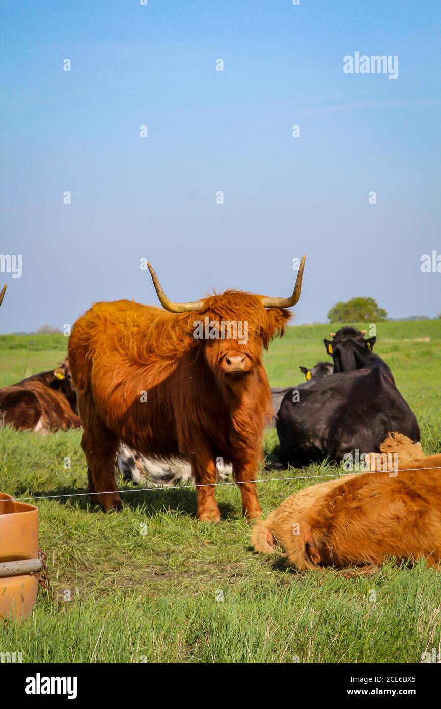 Bestiame e mucche pascolano in un pascolo o in un paddock Foto Stock