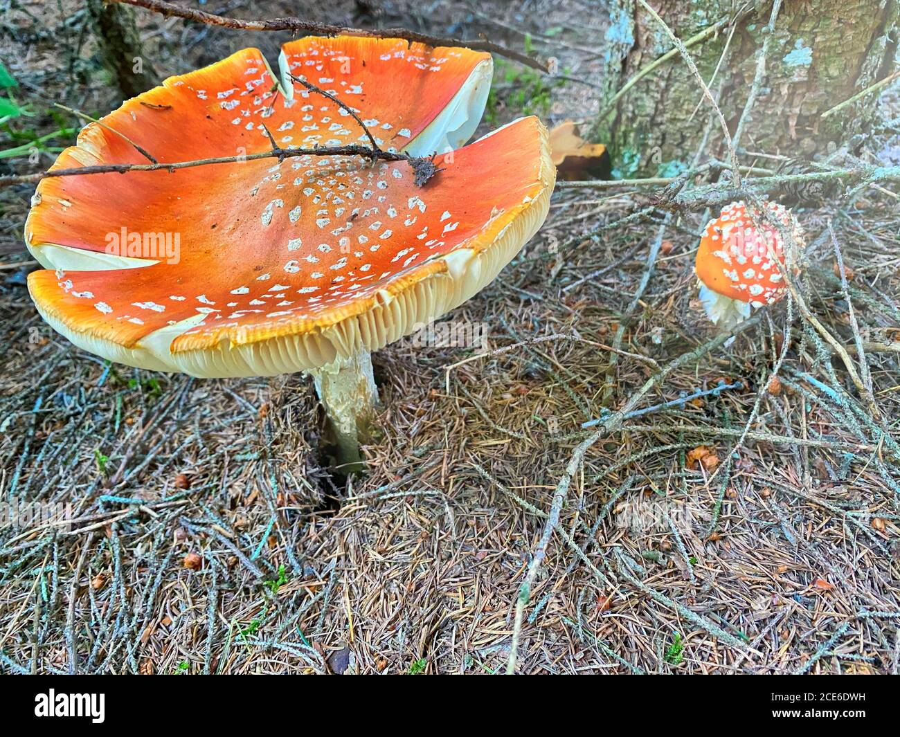 Bel fungo rosso velenoso con berretto gigante visto dal livello dell'erba. Foto Stock
