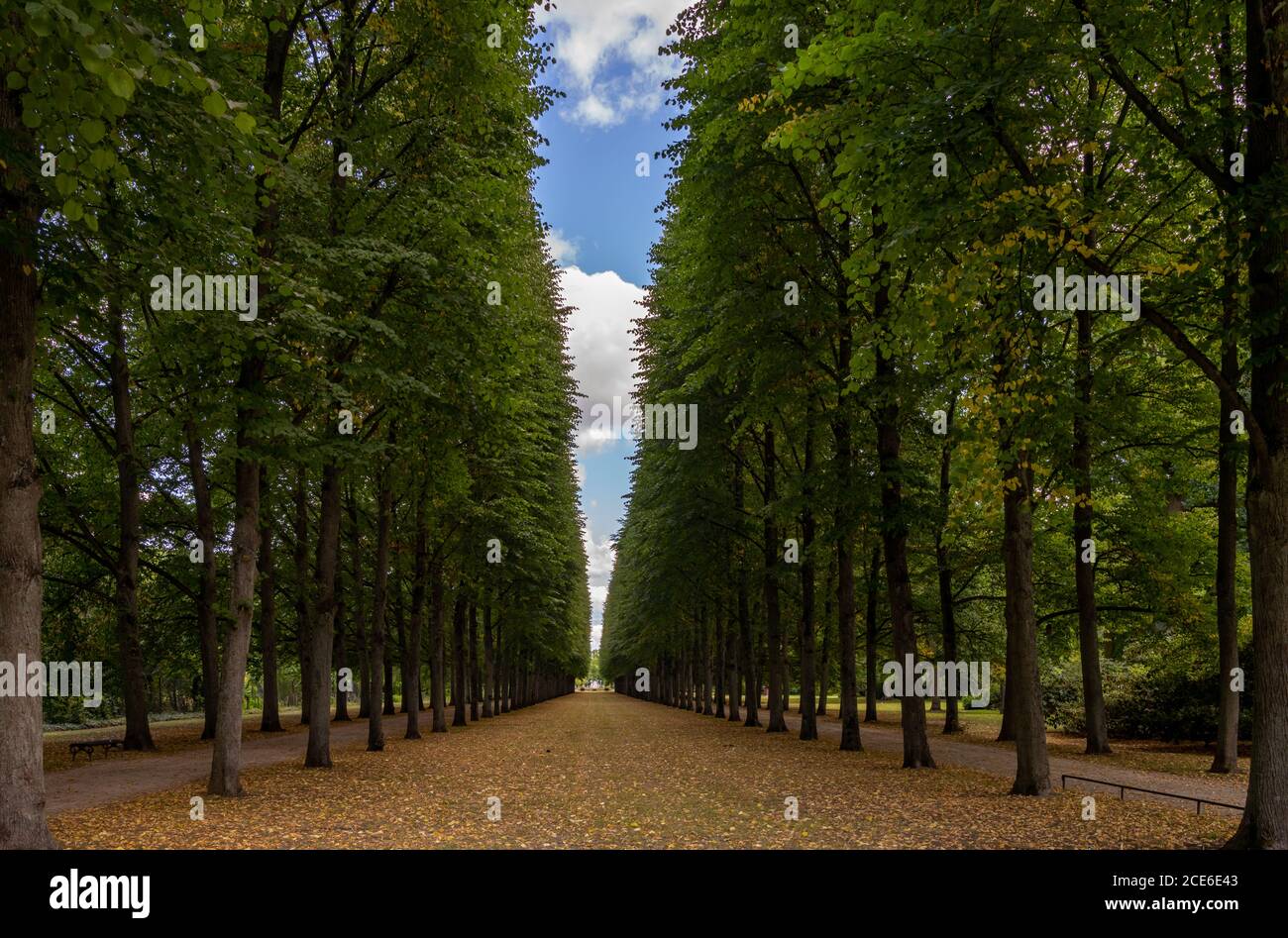 Un bel vicolo infinito di alberi alti conduce a. orizzonte Foto Stock