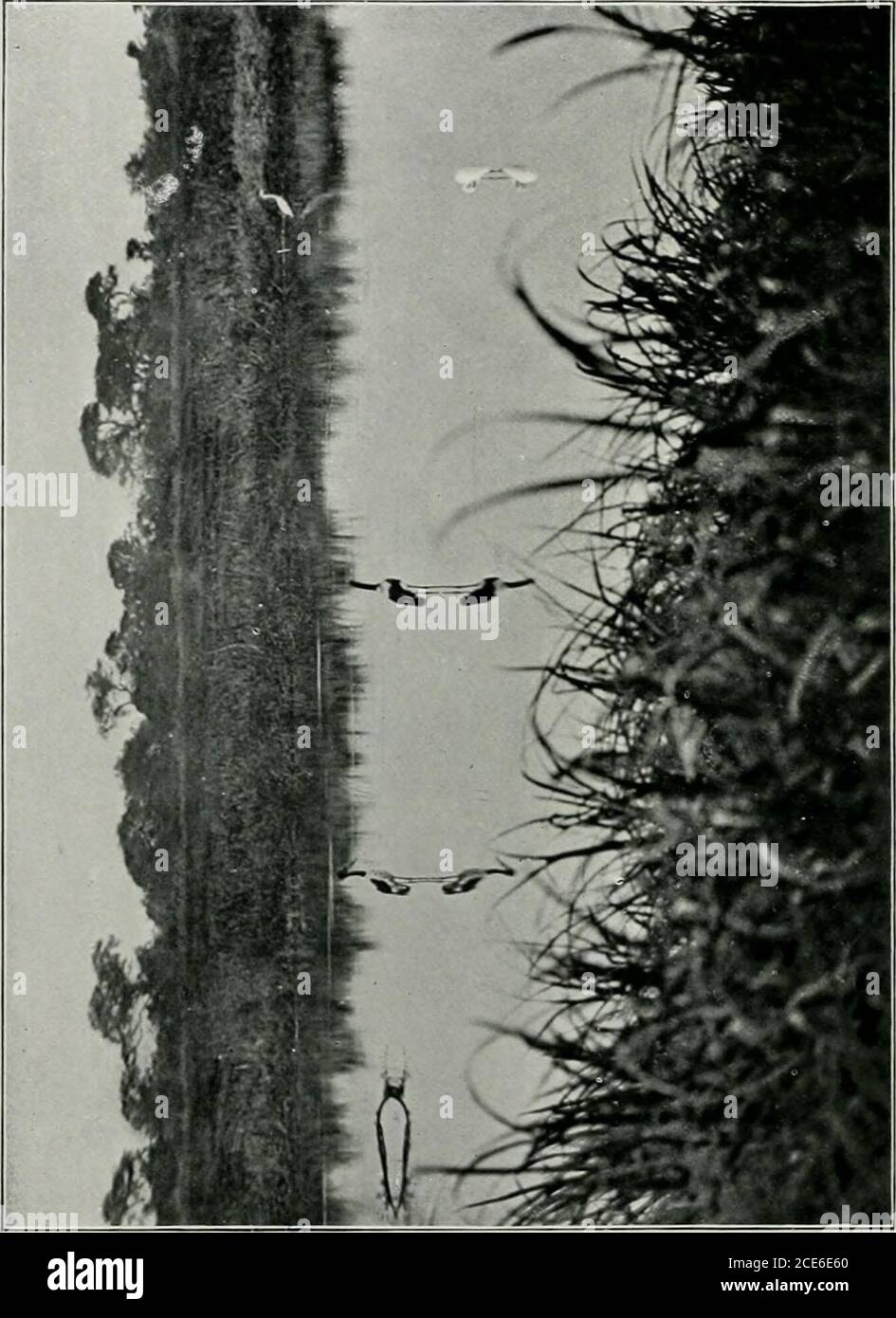 . Due viaggi africani, con note e suggerimenti sulla conservazione dei grandi giochi in Africa; . DUE VIAGGI AFRICANI CON NOTE E SUGGERIMENTI CONSERVAZIONE DEL GIOCO ONBIG IN AFRICA DI EDWARD NORTH BUXTON AUTORE DI * STALKS CORTI, ECC. CON ILLUSTRAZIONI E MAPPA LONDRA: EDWARD STANFORD IA, 13, & 14, ACRO LUNGO, W.C. 1902 Foto Stock