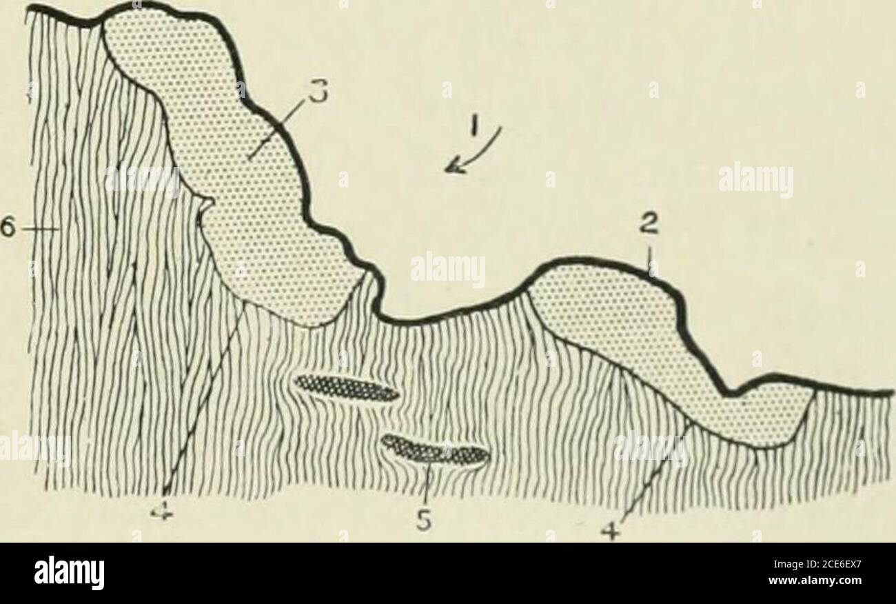 . Giornale di anatomia . Fig. 21. - Taiuandua anteater.VOL. XLIV. (TERZA SEH. VOL. V.) - OCT. ]!t09. Fig. 1(i. 50 Sig. G. Seccombe Hett e Sig. H. G. Butterfield la distribuzione del tessuto mucoso e la disposizione della capsula nelle tonsille dei mammiferi sono le seguenti:- I prolungamenti linguali variano in forma dal tipo con cripte di dimensioni discrete e ben marcate ad una piccola raccolta di tessuto linfoide immediatamente sotto l'epitelio in prossimità delle papille, ma in tutti i casi la demarcazione dai tessuti circostanti è definita. In molti casi l'apparente prolungamento della tonsilla al dor Foto Stock
