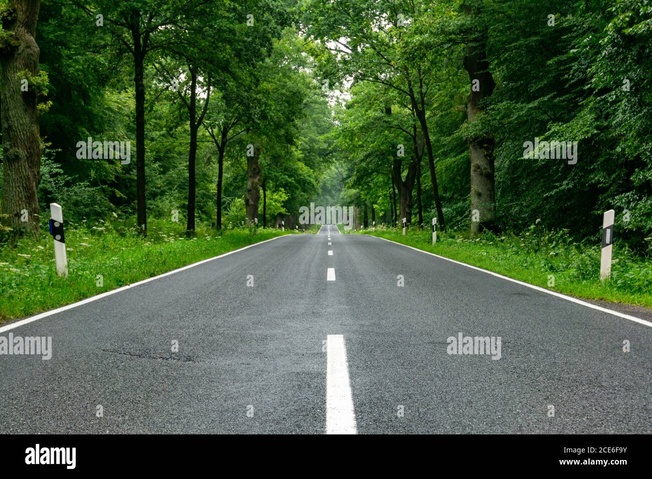 Una vuota strada a due corsie in cima al nero in una foresta verde e profonda con spazio per la copia Foto Stock