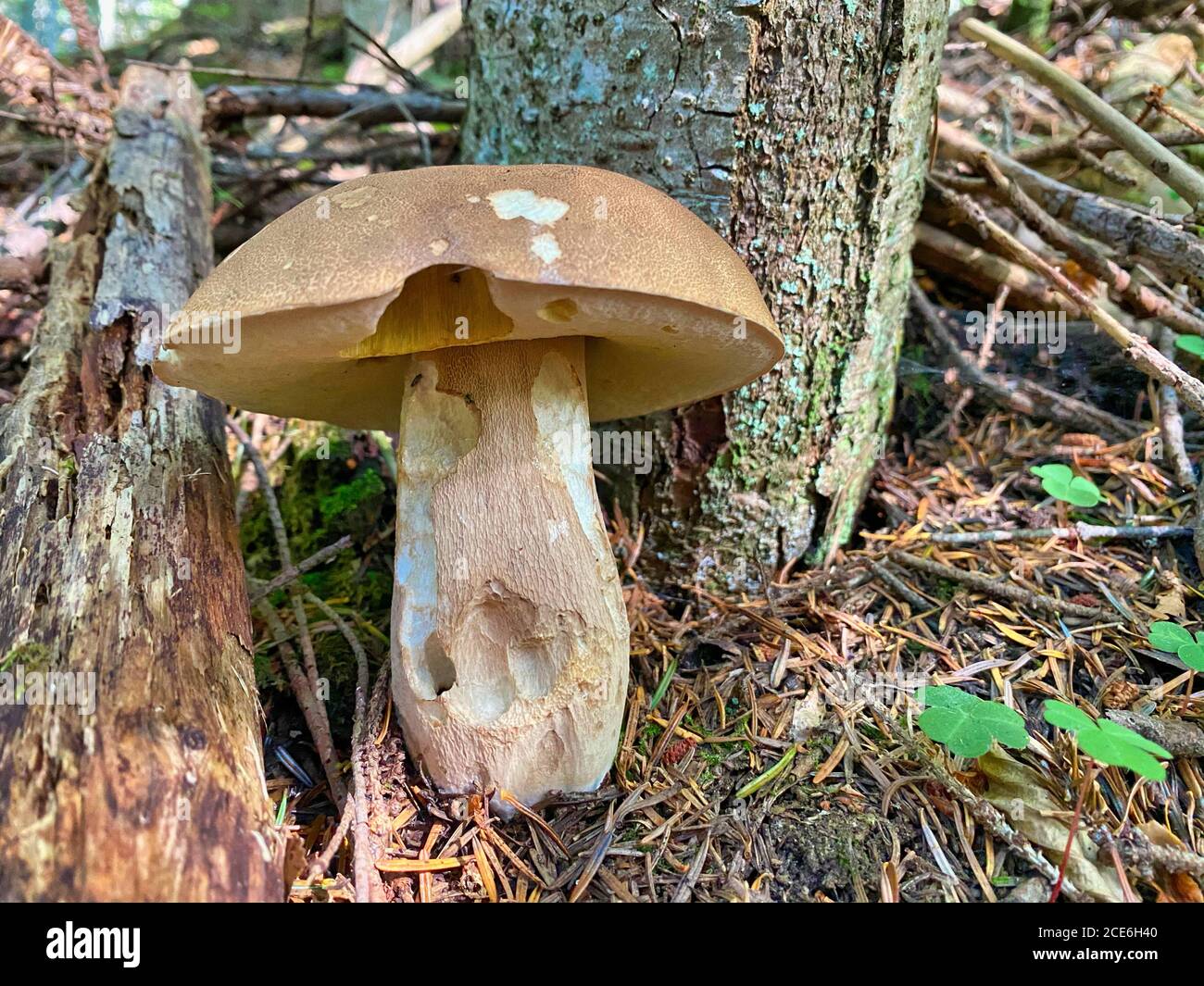 Fungo gigante boletus nella foresta. Porcino nelle alpi italiane. Foto Stock