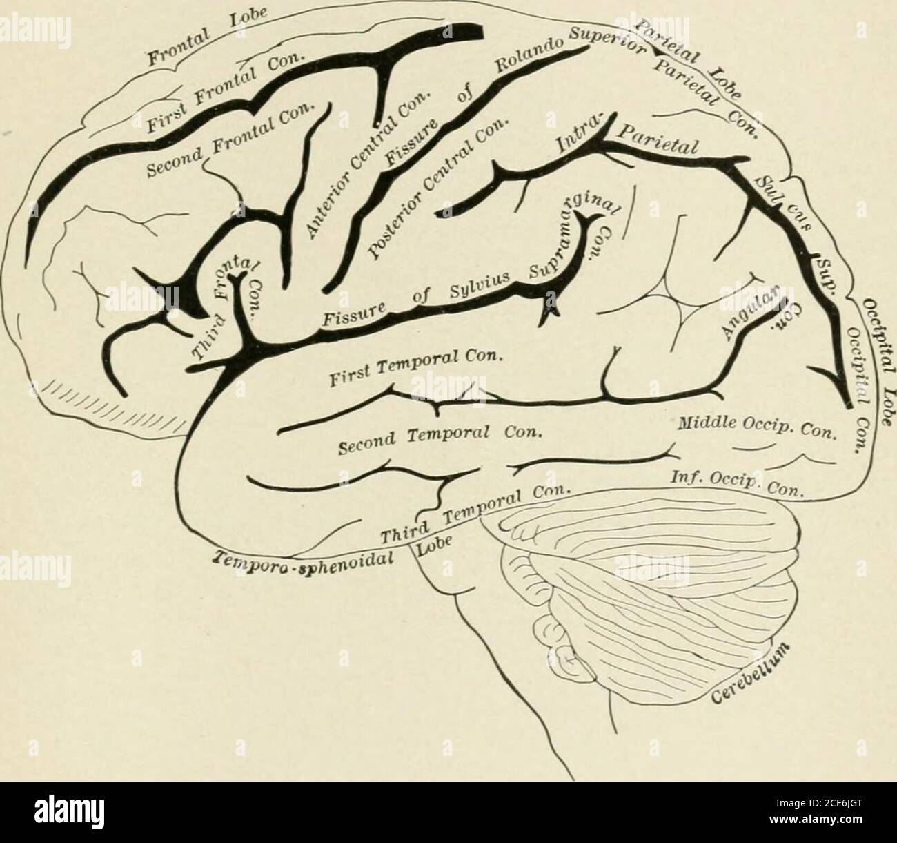 . Un testo-libro di fisiologia umana . racentrallohule. All'interno di questa zona le zone di movimento laterale delle andees di testa sono situate nella parte posteriore della seconda convoluzione frontale; la muscolatura facciale è rappresentata nella parte inferiore dell'econvoluzione centrale anteriore, i muscoli dell'estremità superiore nella parte centrale e la parte superiore dell'estremità inferiore nella parte superiore. Il lobulo paracentrale in eachemisfero (Fig. 290) sembra essere associato ad entrambe le estremità opposte. Sopra l'area corticale per l'estremità superiore si trova l'area per la themusculature del tronco. È p Foto Stock