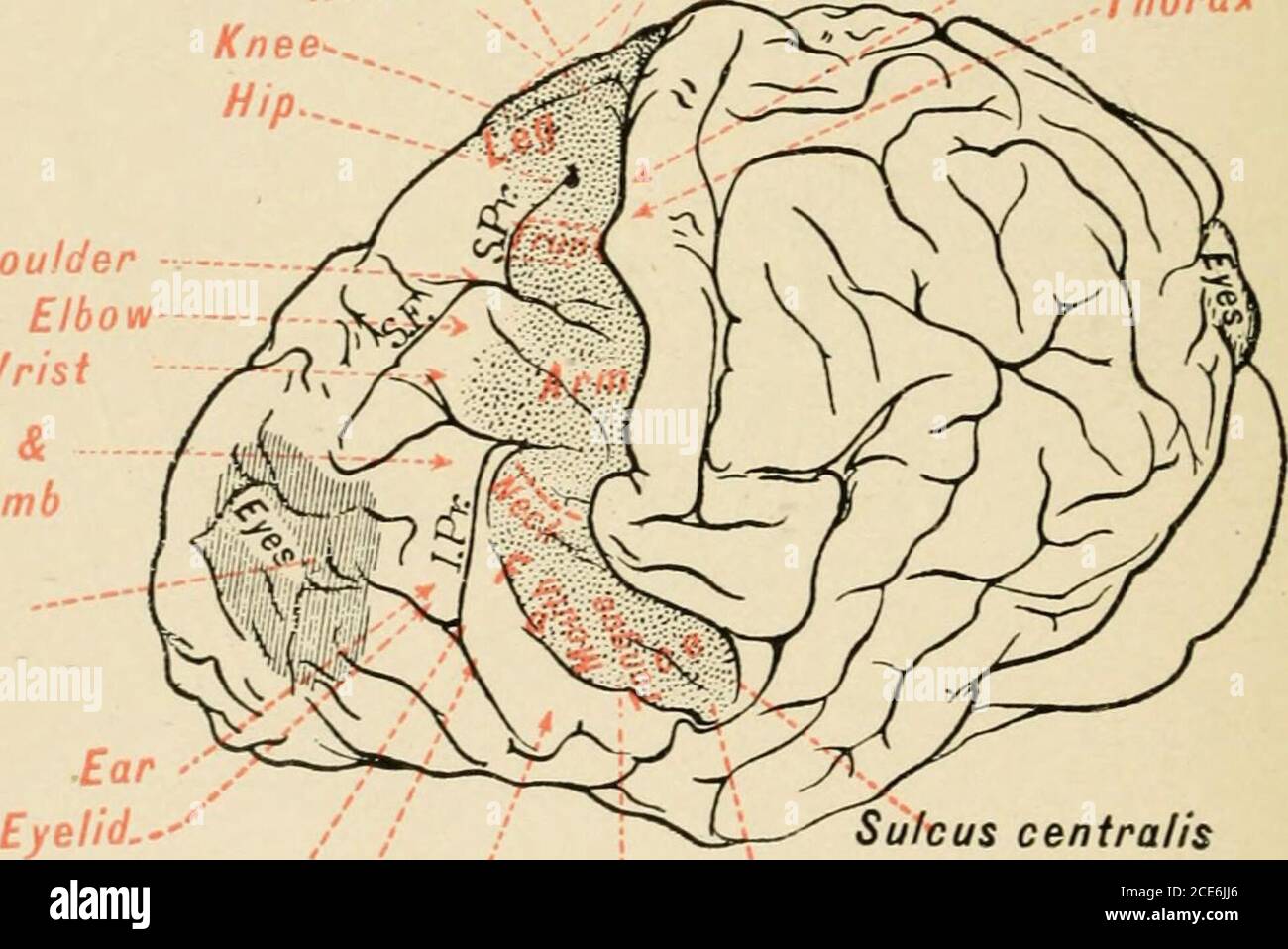 . Un testo-libro di fisiologia umana. Demarcazioni liarp tra le zone corticali per gruppi differenti di muscoli, nell'orang-outang le zone corticali per le divisioni temine del corpo sono separate da regioni che sono ineccitabili. 638 FISIOLOGIA DEL CEREBRO mentre l'isolamento di aree più piccole all'interno di qualsiasi area più grande, a partire dal braccio o dalla gamba. Non è così marcato come questa localizzazione di aree di gruppo, è comunque molto più affilata di quanto sia nelle scimmie; per quando la contrazione è indotta bistimolazione di un punto definito, è come una regola limitata ad un gruppo definito di muscoli e non Foto Stock