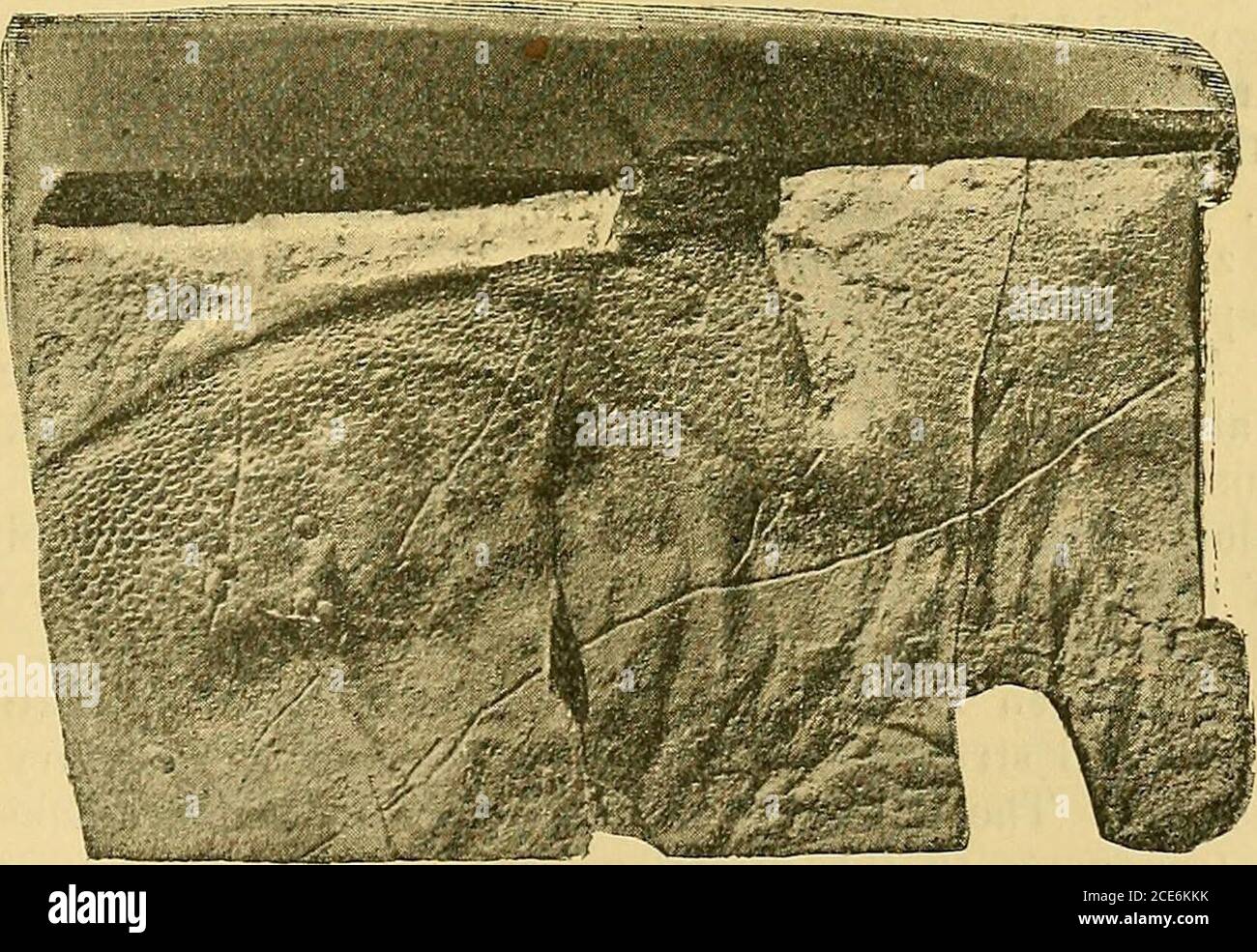 . Rivista geologica . I MO RIVISTA GEOLOGICA. NUOVA SERIE. DECENNIO IV. VOL. VI. N. v.-MAGGIO 1899. Oiai(3-II5r.A.L JLISTIOiES. I.-Nota su un nuovo Pterigotus australiano. Dal professor Sir Frederick McCoy, K.C.M.G., M.A., D.SC. (Cantab), F.R.S. Sono fortemente debitato al Sig. F. Spry per aver portato alla mia conoscenza estremamente interessanti fossili dell'alta Siluria raccolti da lui con grande cura e diligenza dalle gallerie scavatedattraverso le rocce sottostanti Melbourne durante il progresso dei nuovi grandi lavori di drenaggio per la città, Eseguito dal Collegio Metropolitano delle opere. L'età degli strati Foto Stock