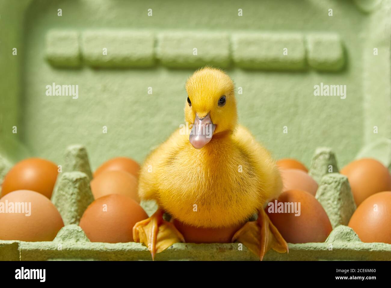 Neonato Duckling seduto sulle uova in un vassoio di carta verde Foto Stock