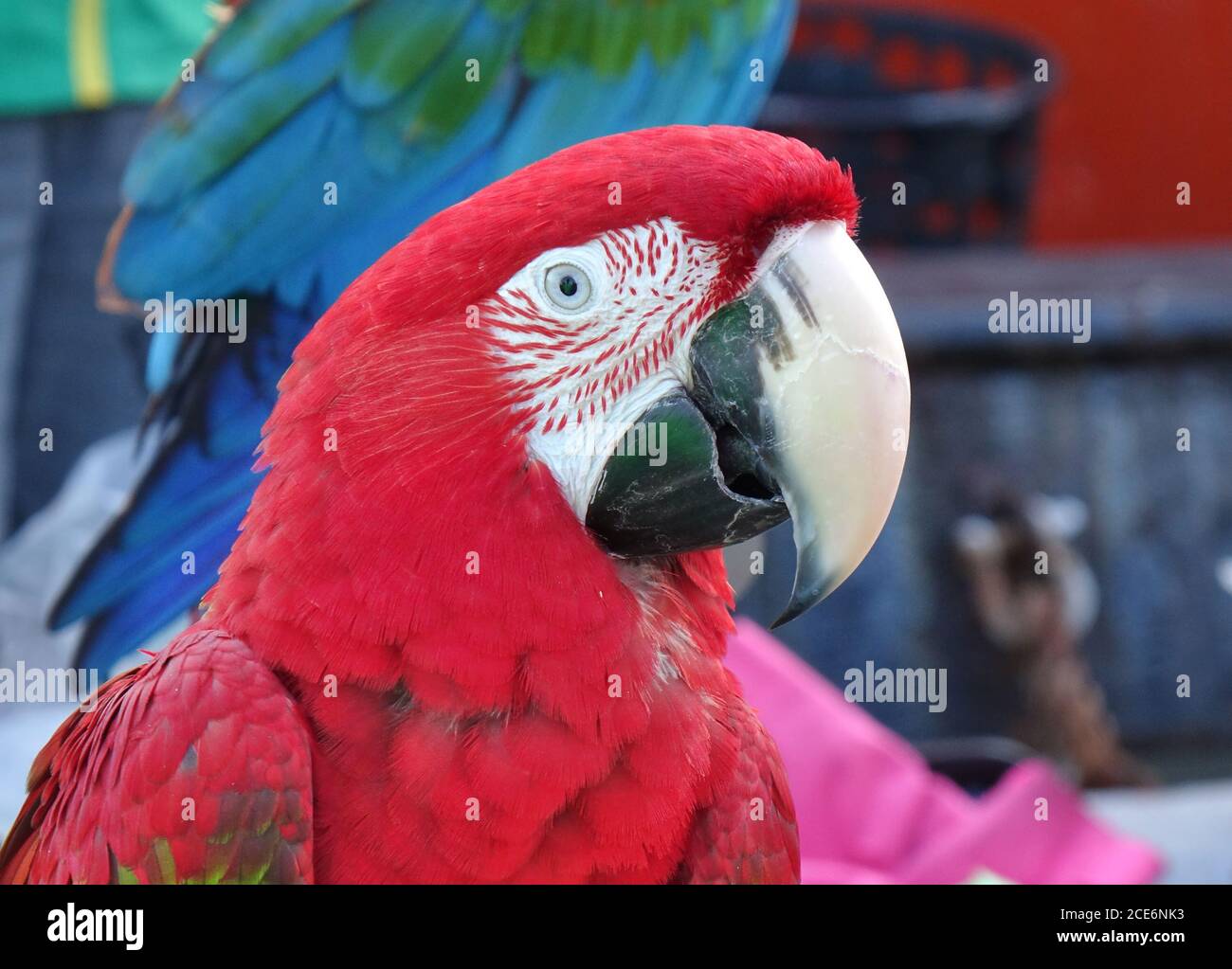 Primo piano di pappagallo scarlatto macaw con il suo caratteristico becco grande Foto Stock