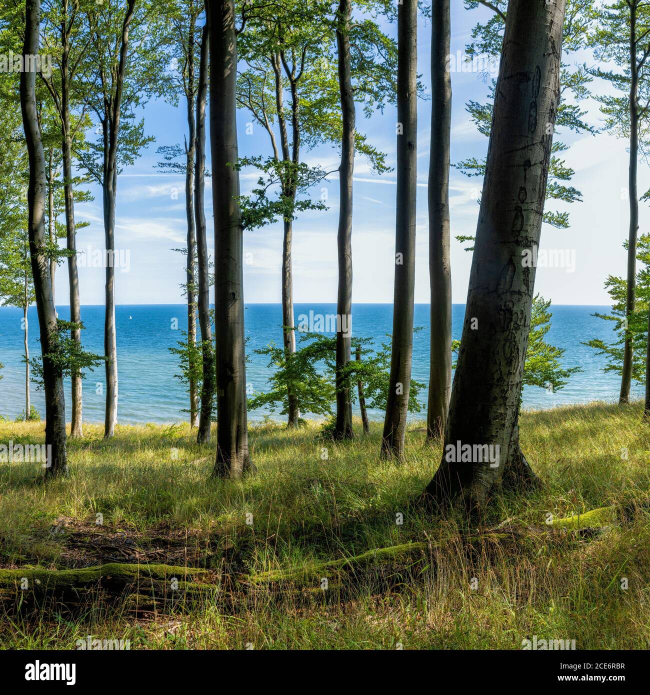 Una vista di una fitta foresta decidua con lussureggiante vegetazione verde e l'oceano blu dietro Foto Stock