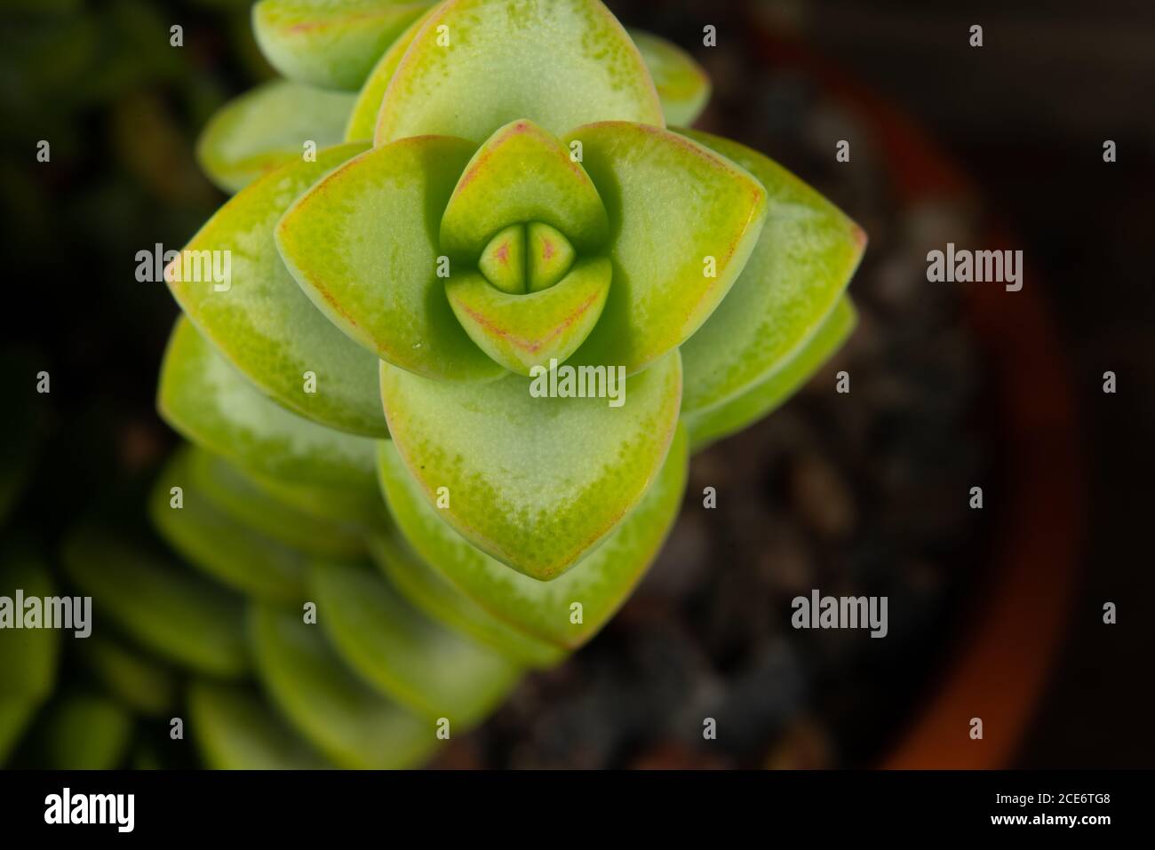 Pianta del cactus Foto Stock