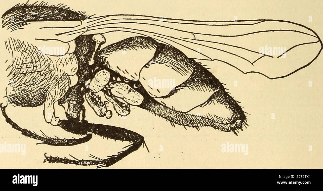 . Dr. Evans' come mantenere bene; . Fig. 389.-la trappola di mosca di Hodge su un cane di verza.. Fig. 390.-zecche parassite sul corpo di una casa Fly. FLIES JOURNAL OF A FEMALE HOUSE FLY 927 giovedì 2 novembre 1911 – è andato nei trimestri invernali. Ha vissuto a malapena per il lungo e duro inverno. Aprile 20,1912 - uscito dai quartieri invernali e posai la mia prima partita di uova, 120 in numero, in un mucchio di letame. 21 aprile 1912 - il mio primo 120 eggshave schiusa. 22 aprile 1912 – le larve hanno subito un primo molto. 23 aprile 1912 – le larve hanno subito un secondo molt. 26 aprile 1912 – larve transformedinto pupe. 1 maggio 1912 – centoventi Foto Stock