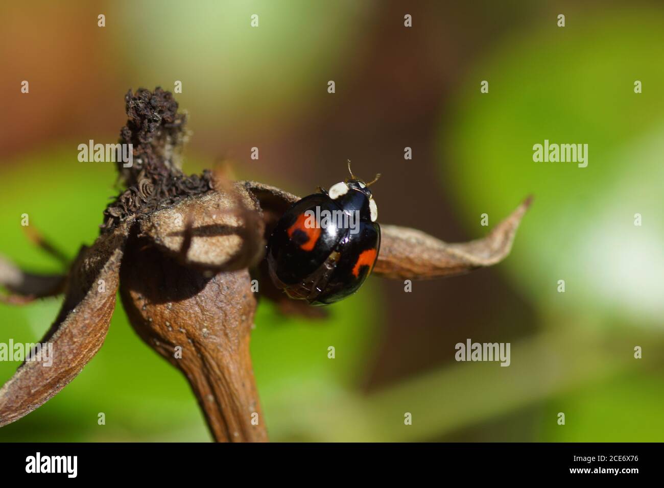 Harlequin ladybird (Harmonia axyridis F. cospicua) su una vecchia rosa anca. Famiglia Coccinellidae. Paesi Bassi, ottobre Foto Stock
